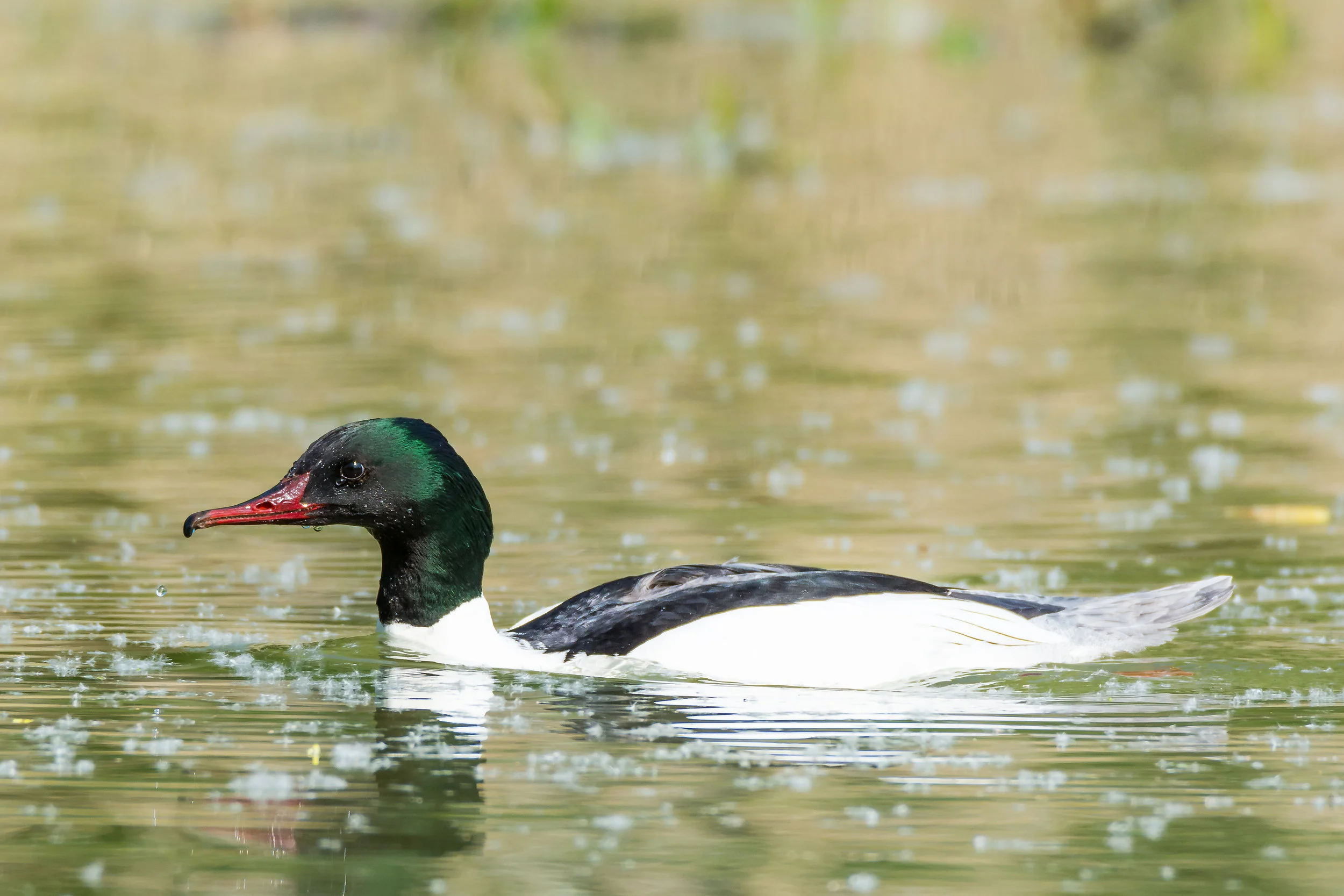 Male Goosander