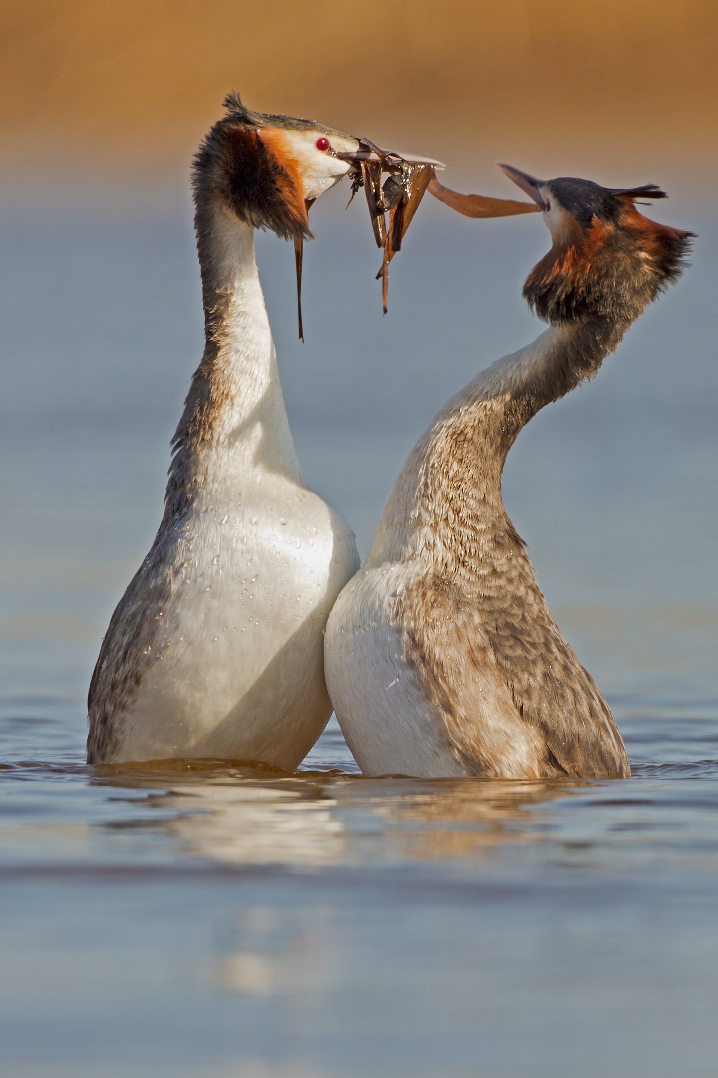 The 'Penguin Dance'