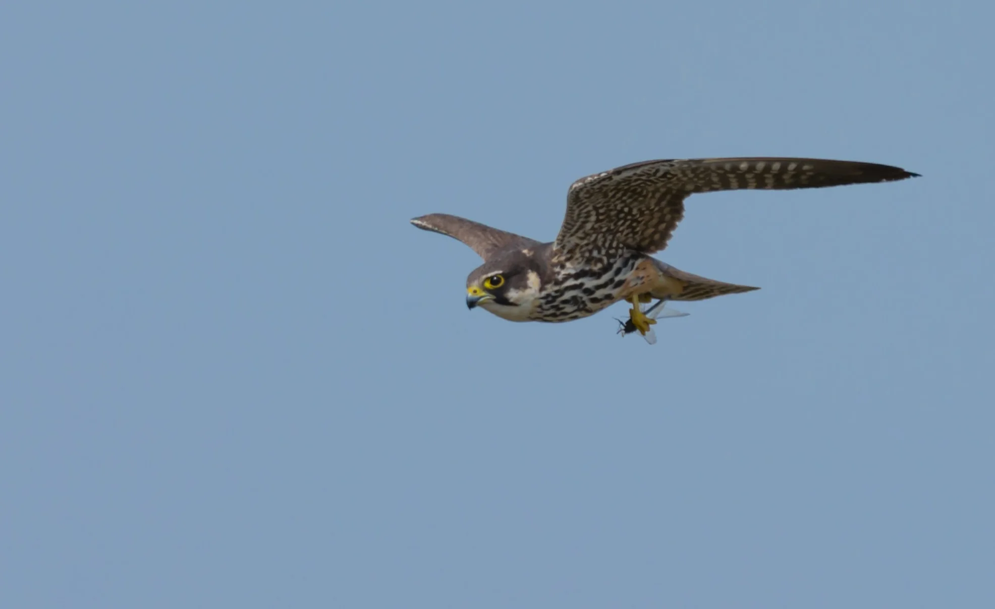 Hobby