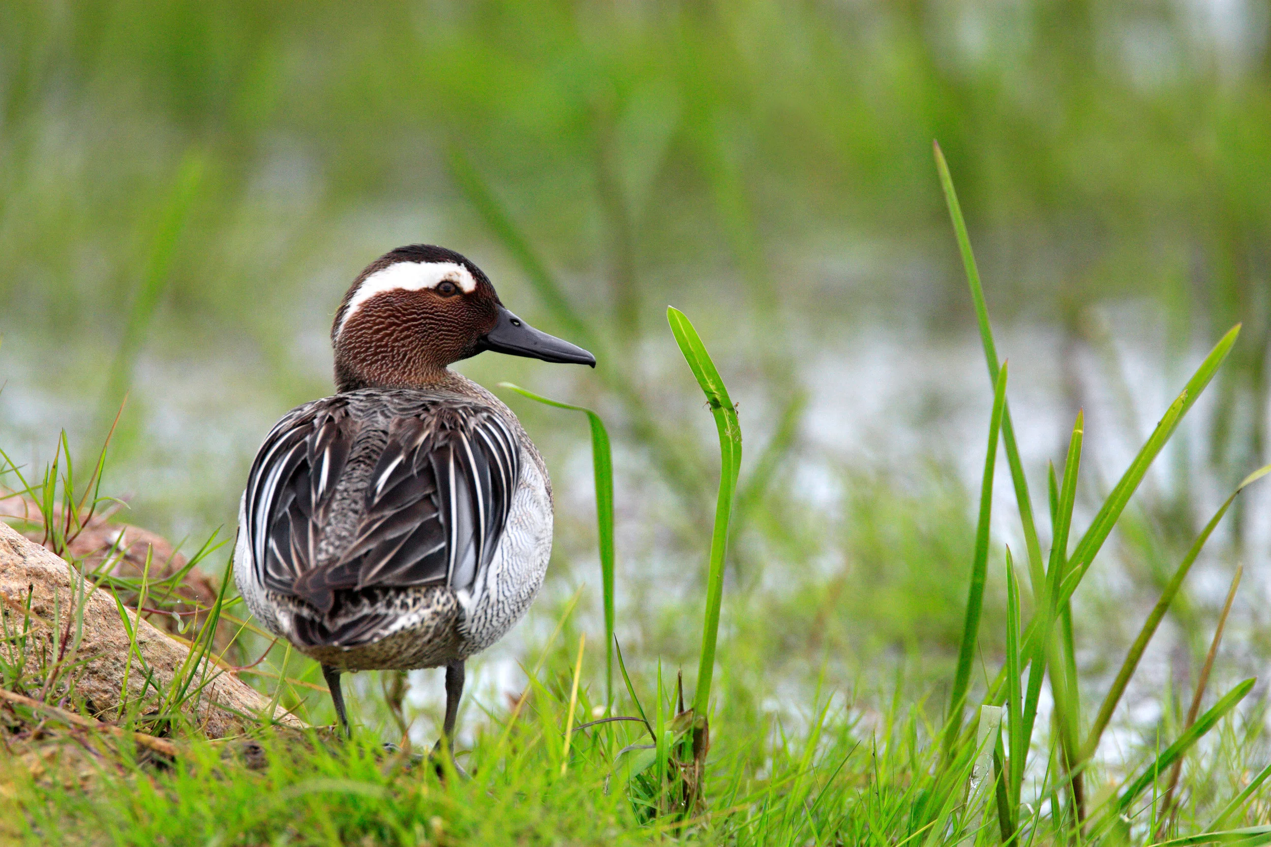 Garganey