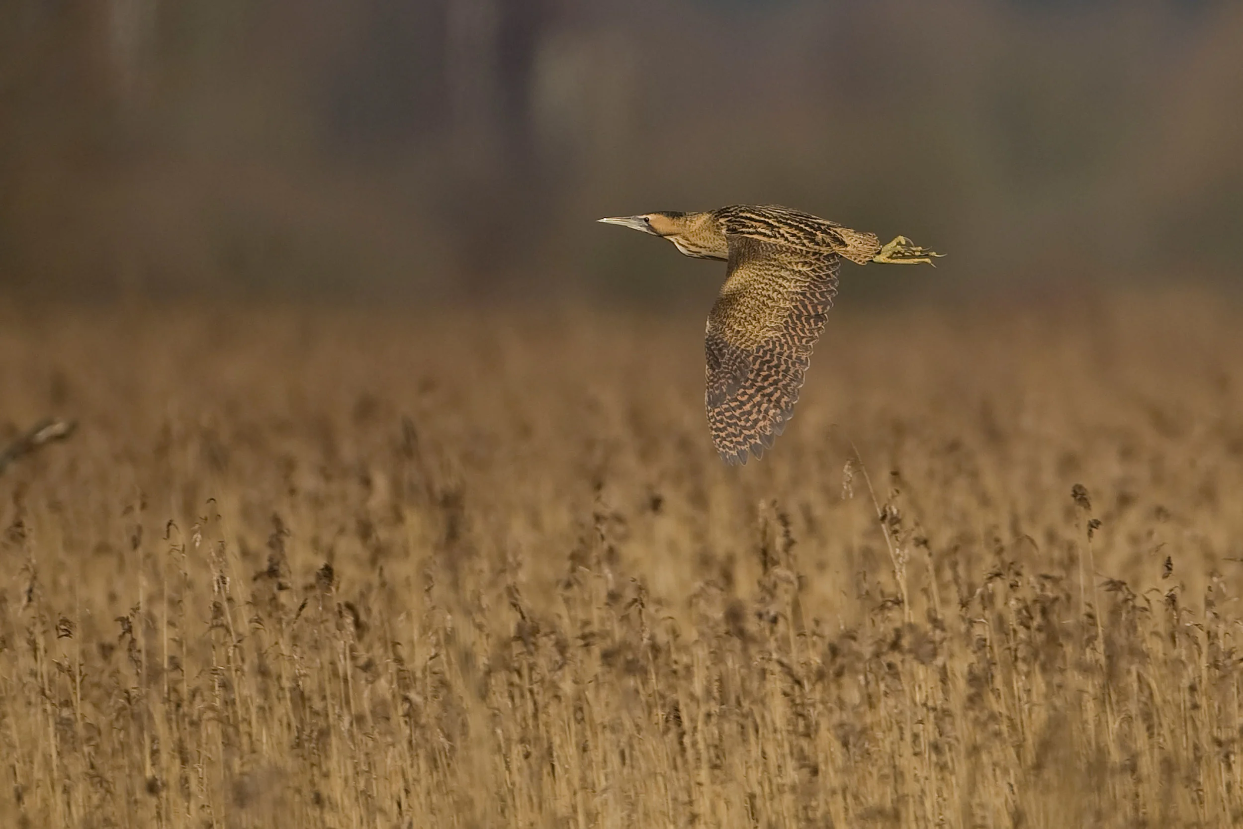 Bittern flying over the Avalon Marshes