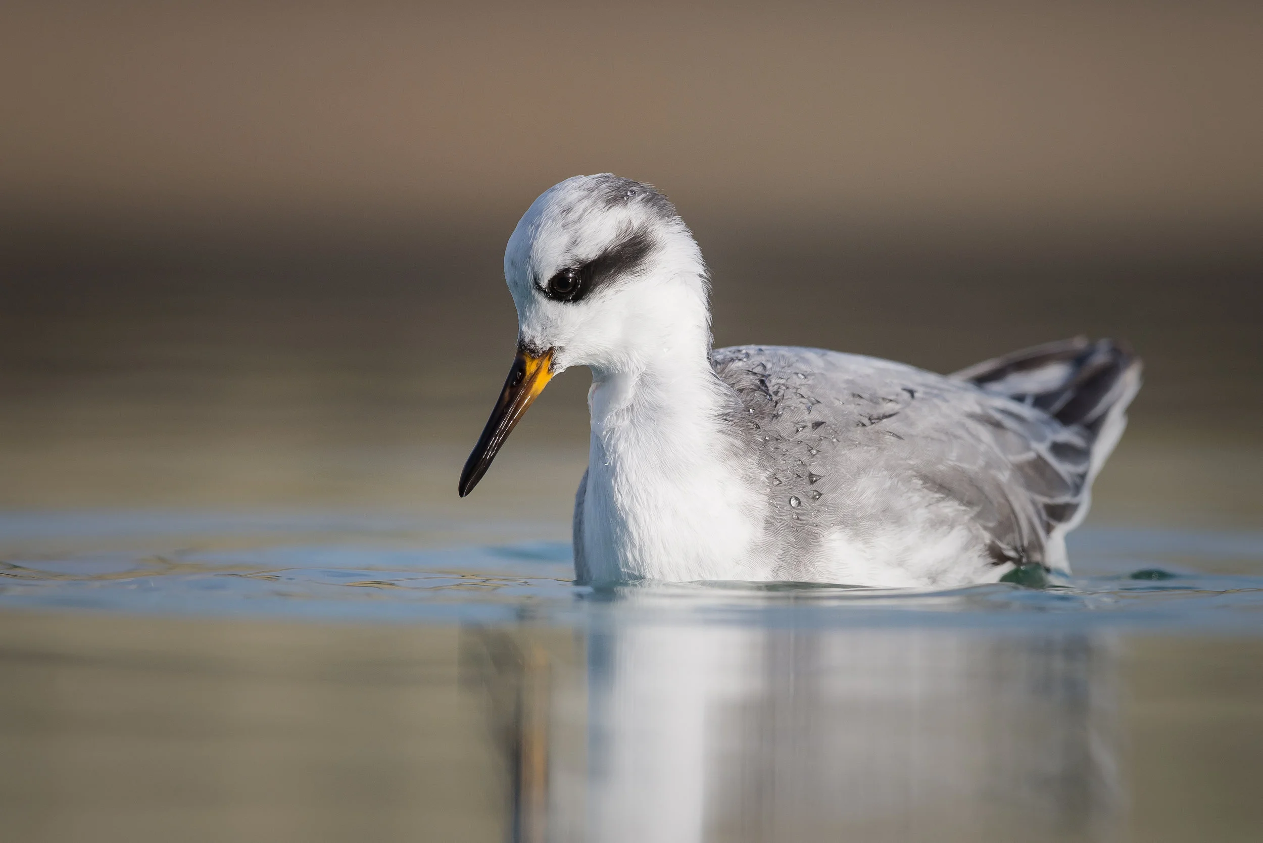 Grey Phalaropes visit Cheddar Reservoir