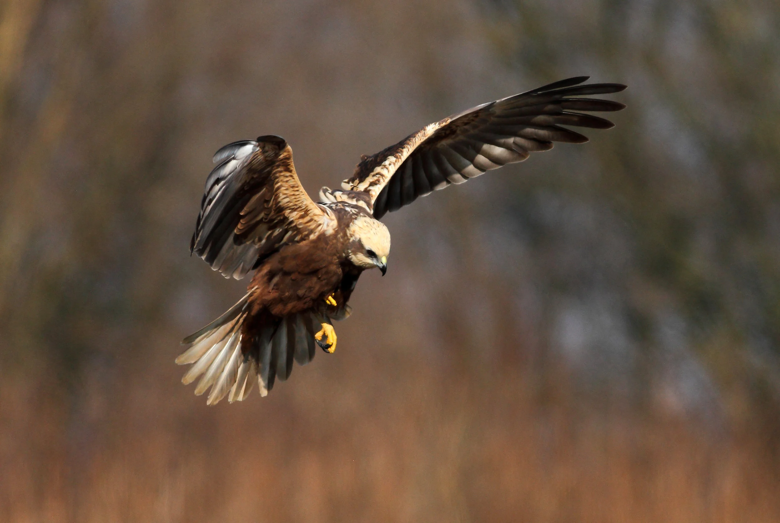 Female Marsh Harrier