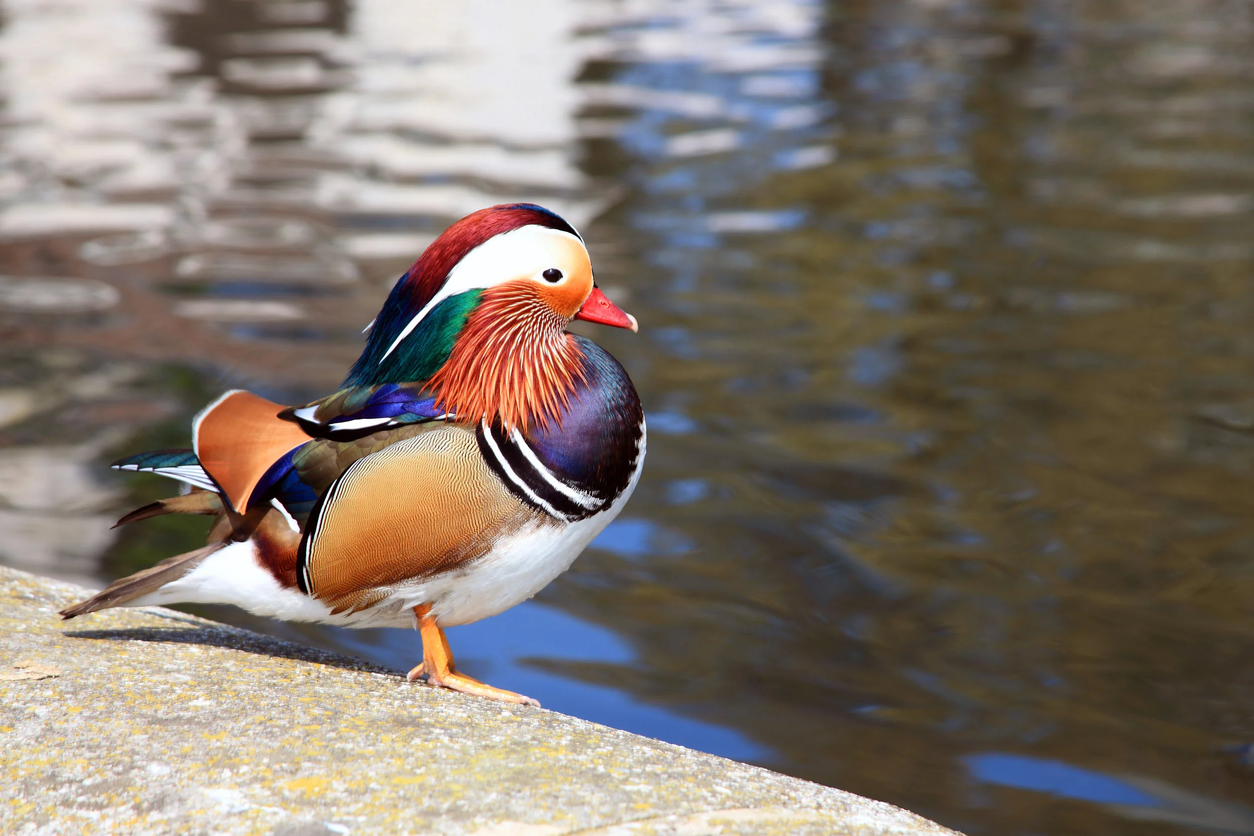 A rather splendid (if somewhat lonely) male mandarin at Cheddar Reservoir
