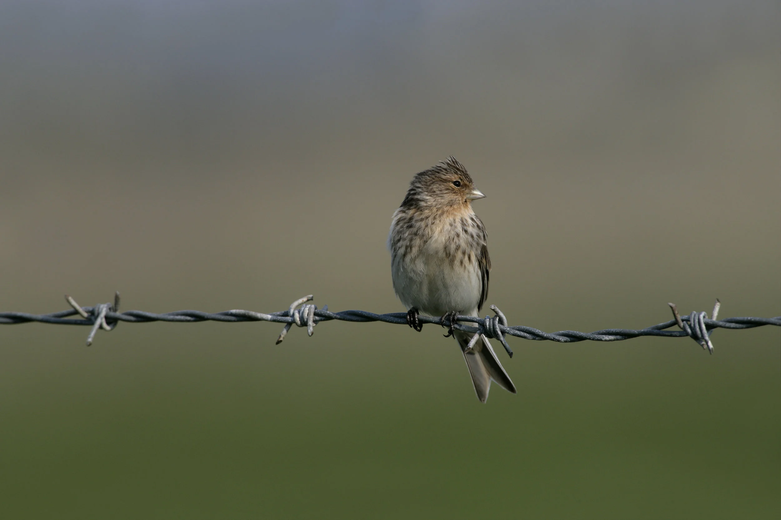 Twite, the Highland LBJ