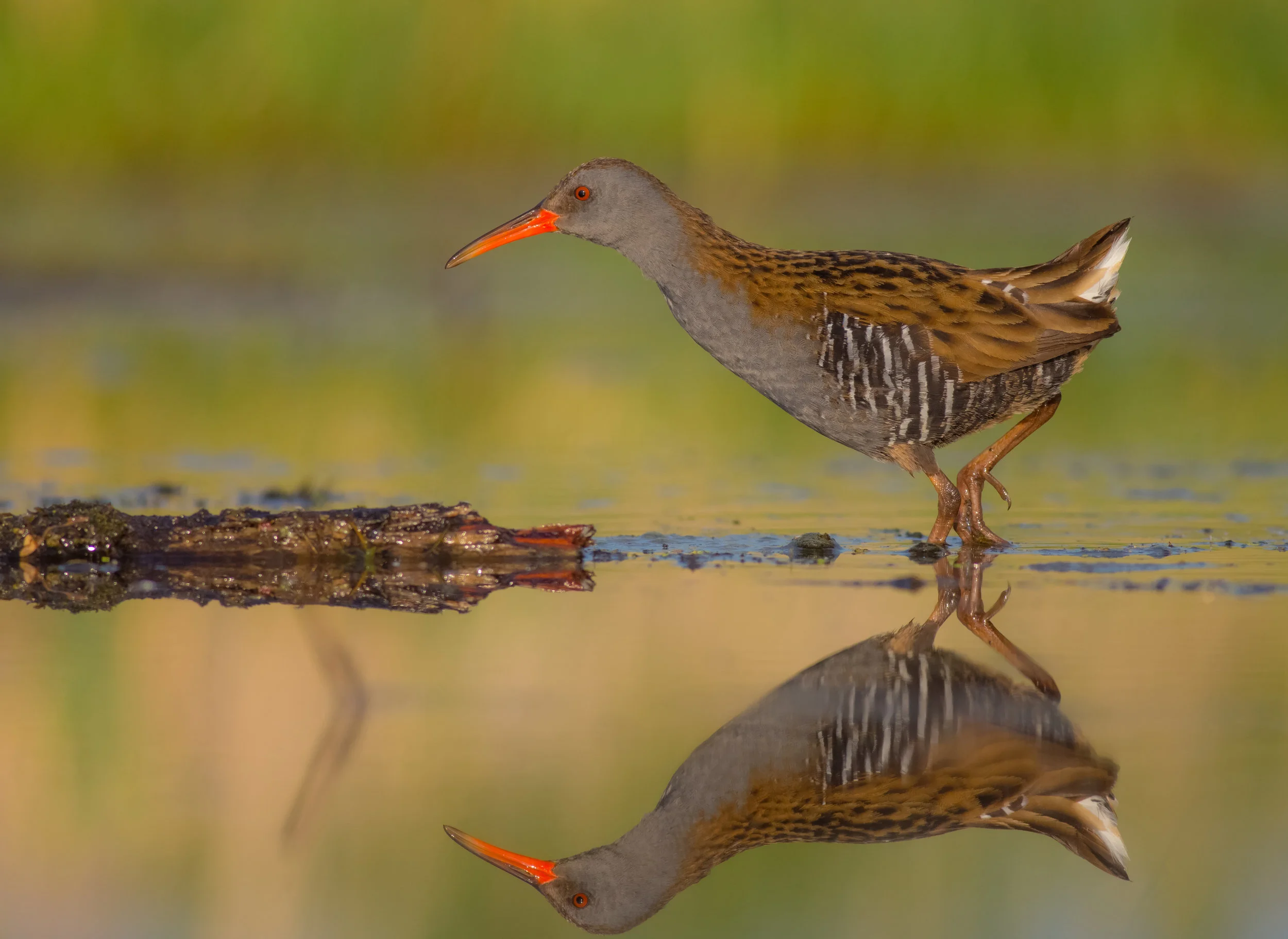 The elusive water rail