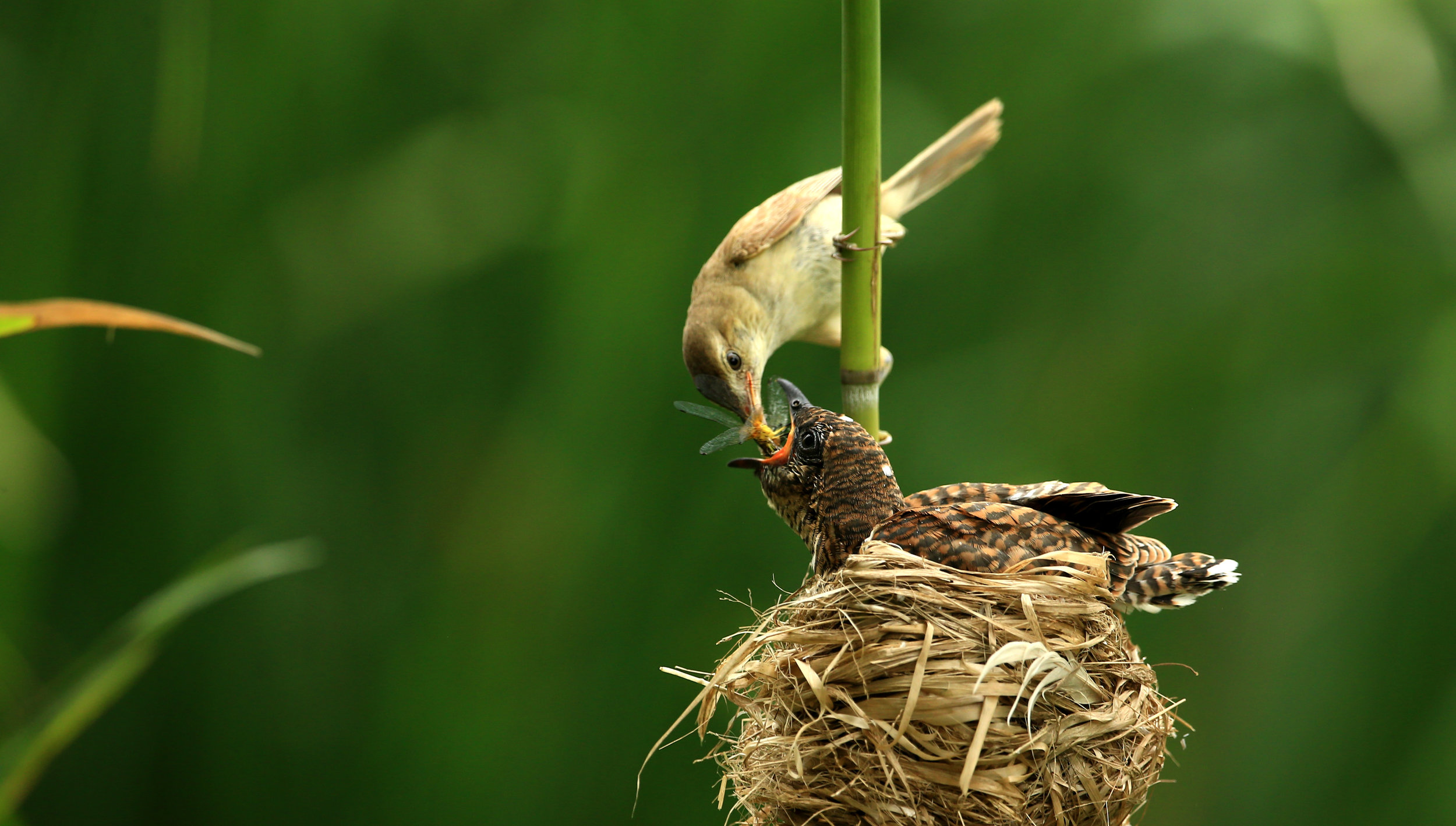 reed warbler:cuckoo.jpg