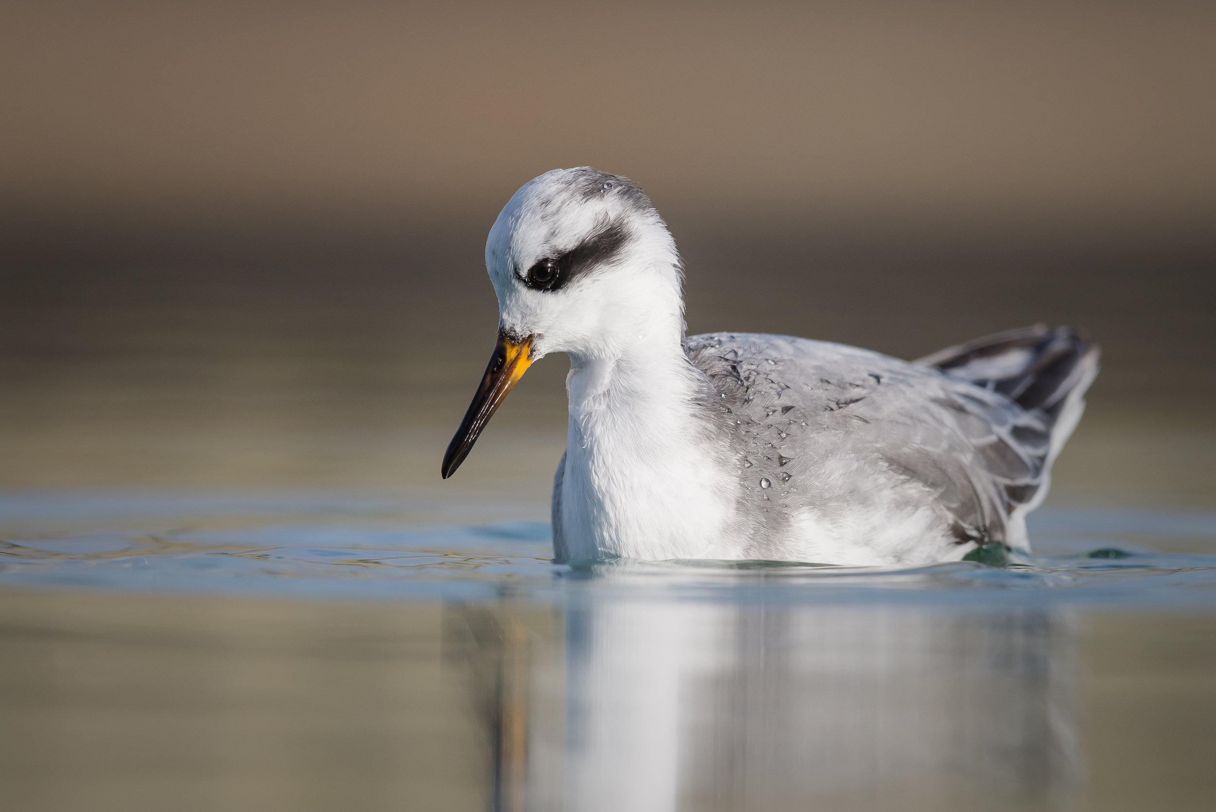 Grey Phalarope.jpg