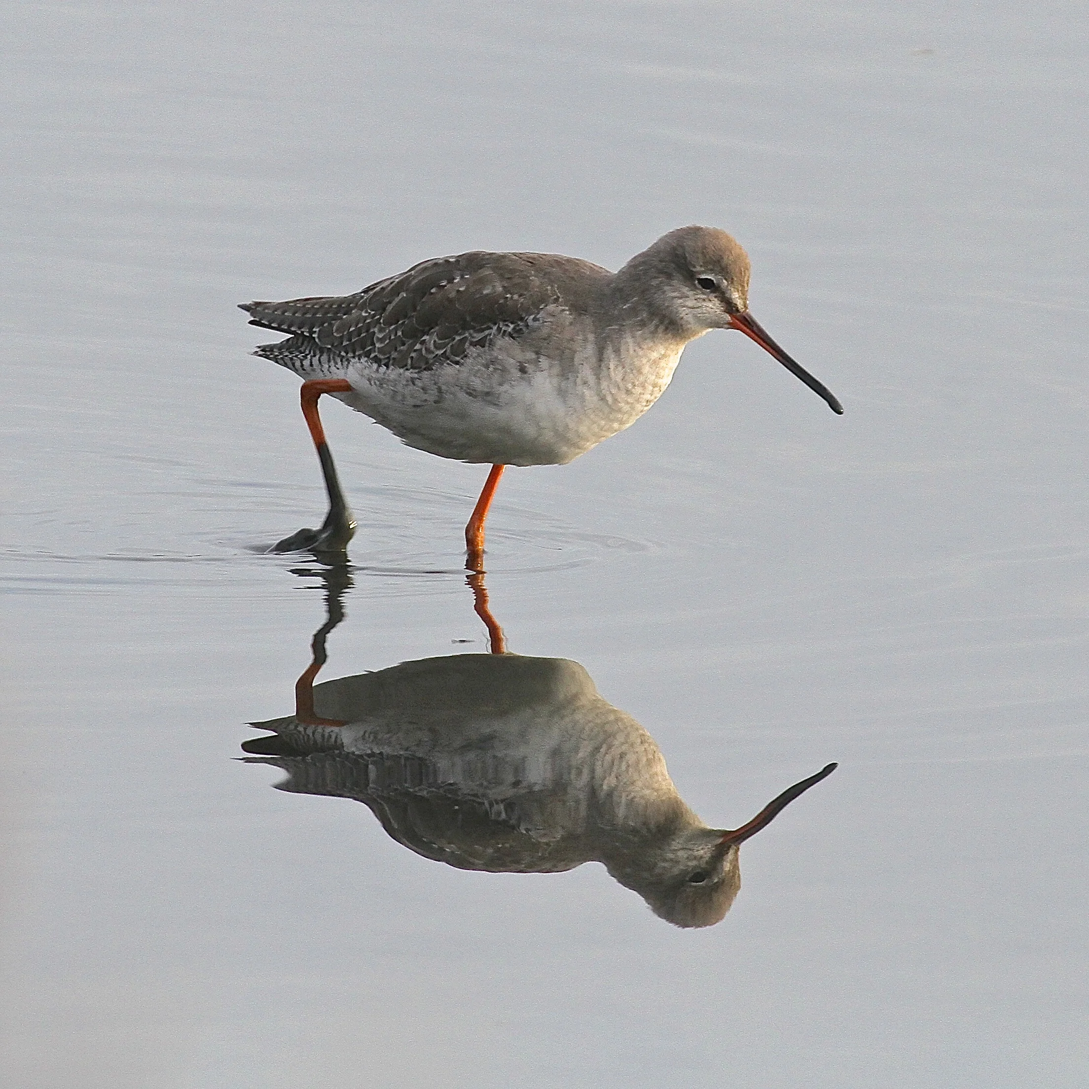 Spotted Redshank