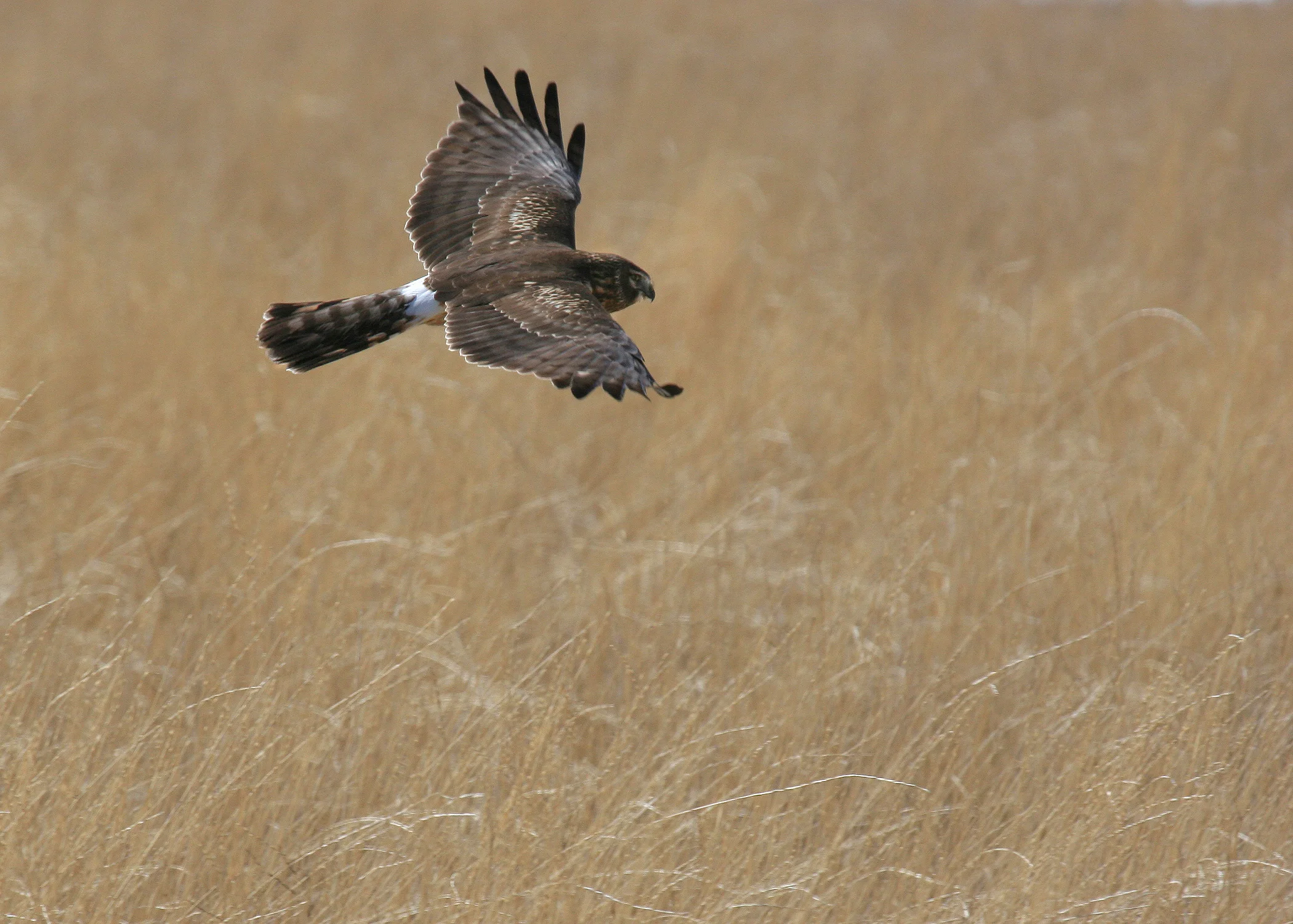 female hen harrier or ringtail