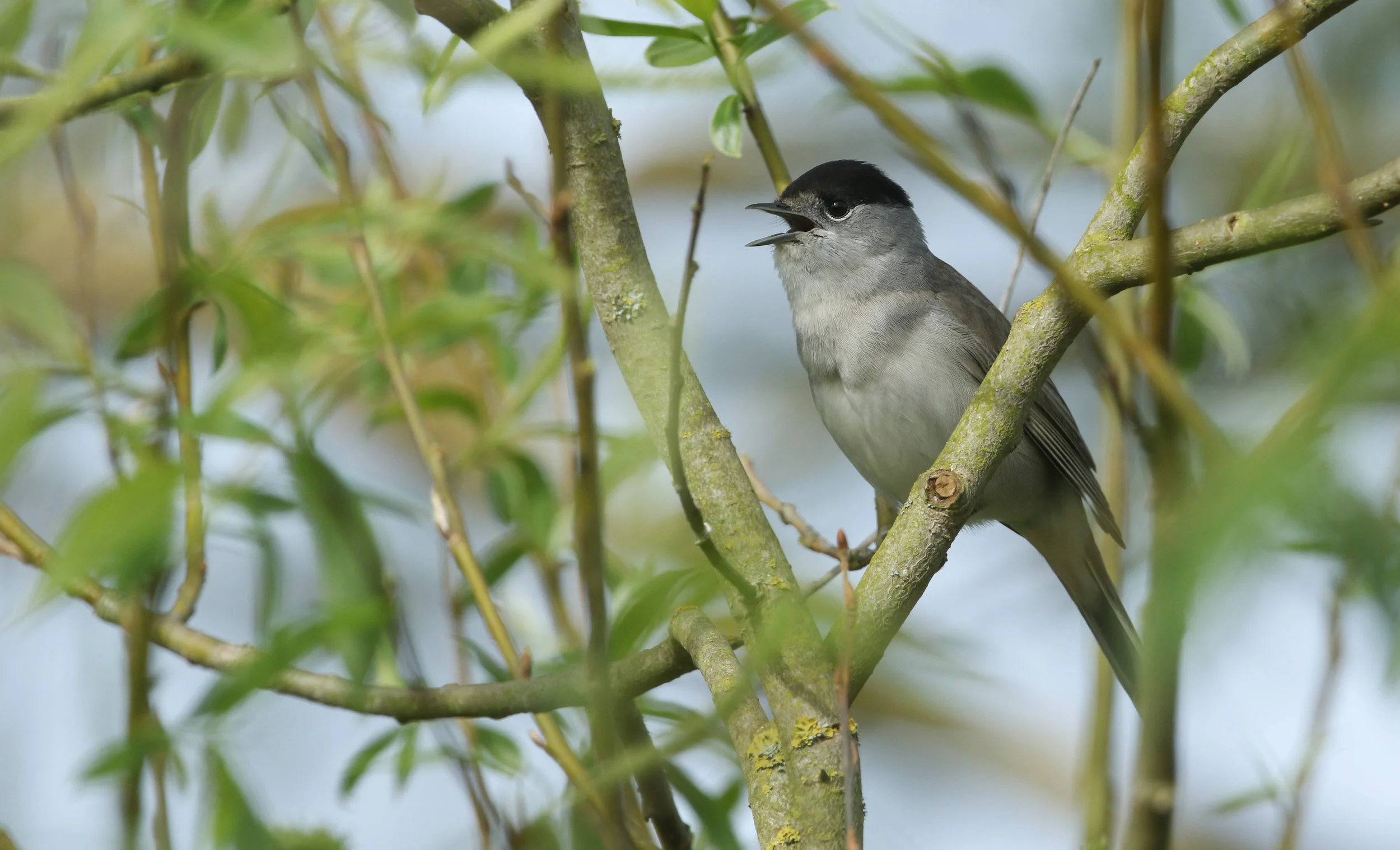 Blackcap
