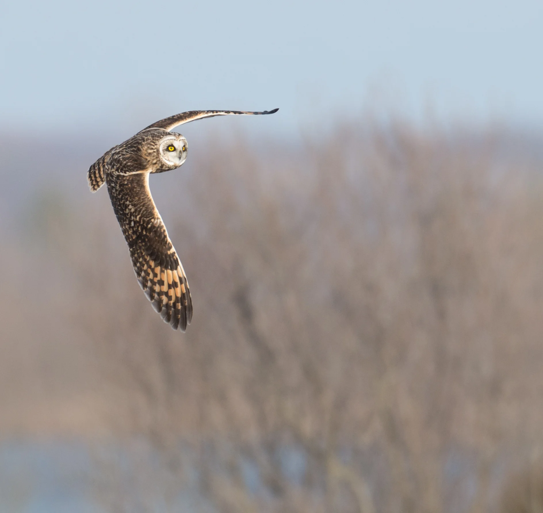 Short eared owl