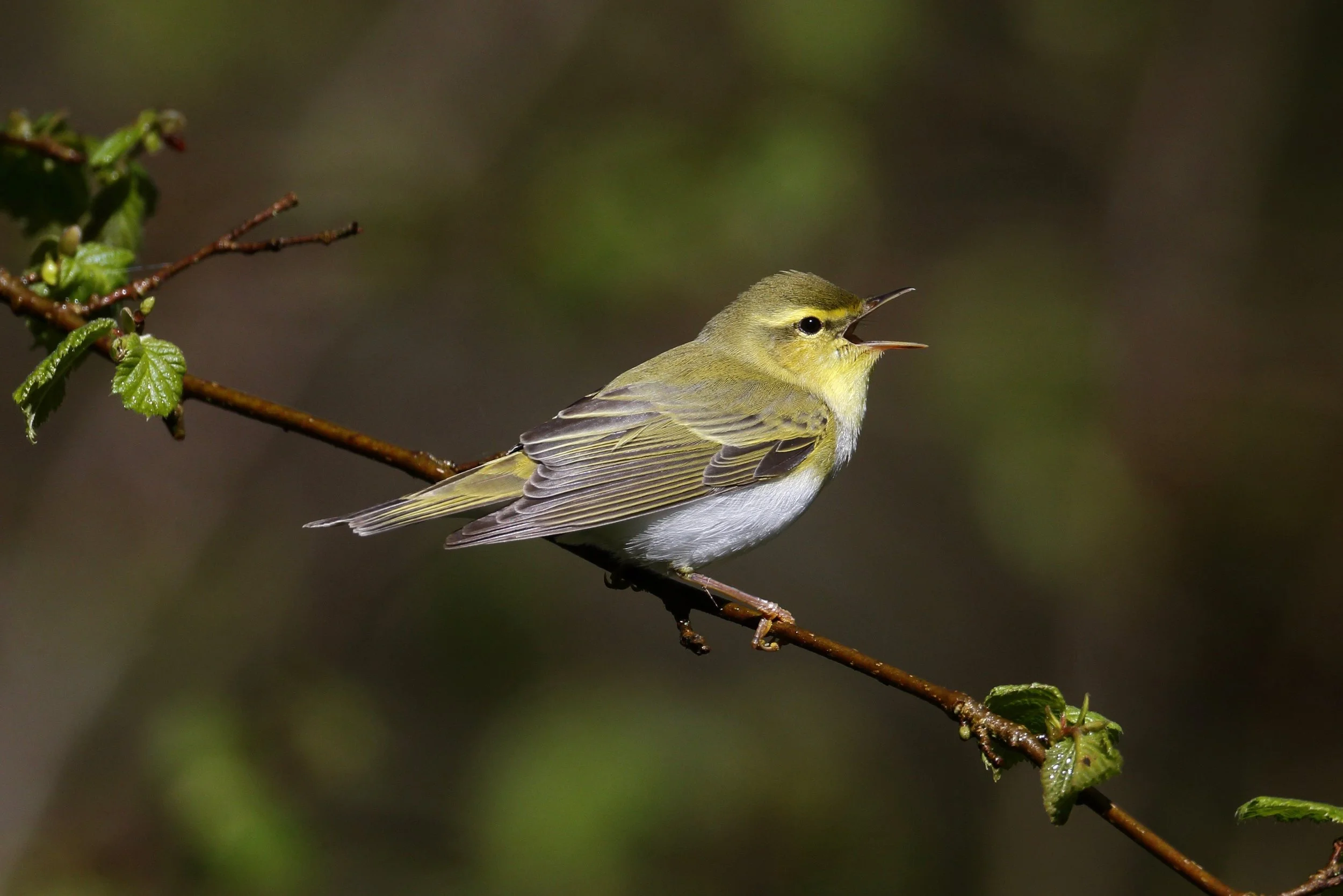 Wood Warbler