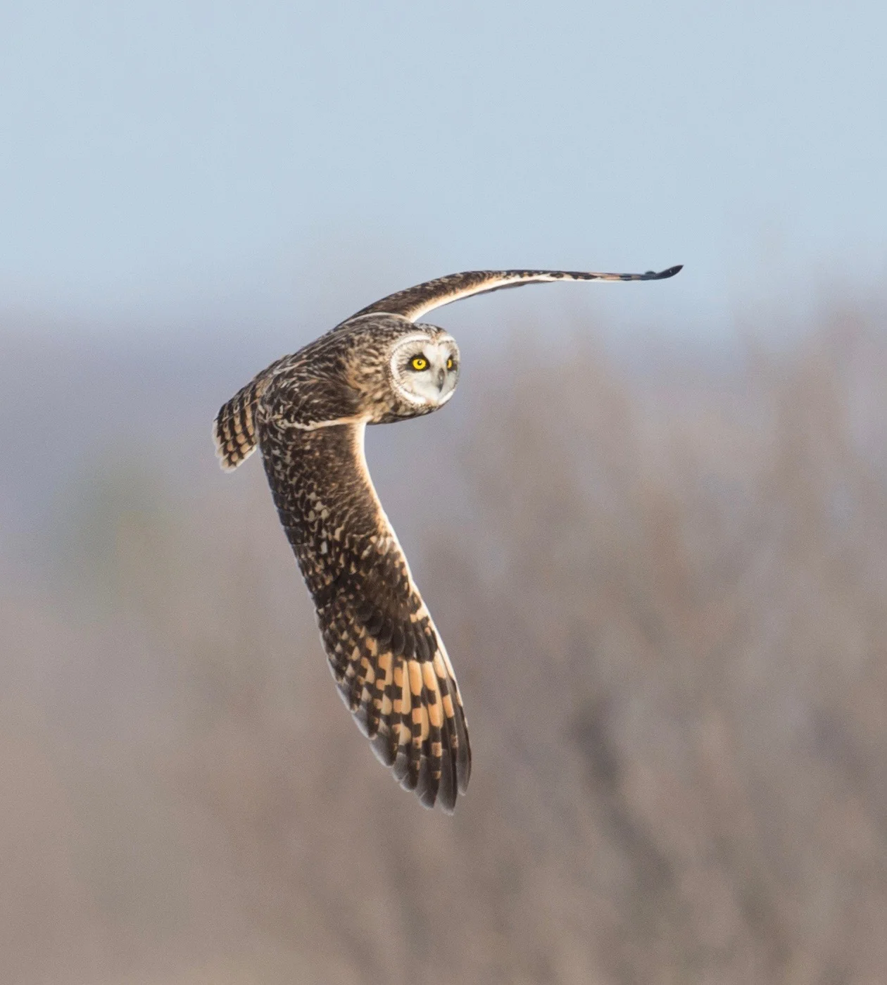 Tour Report 6th - 9th May