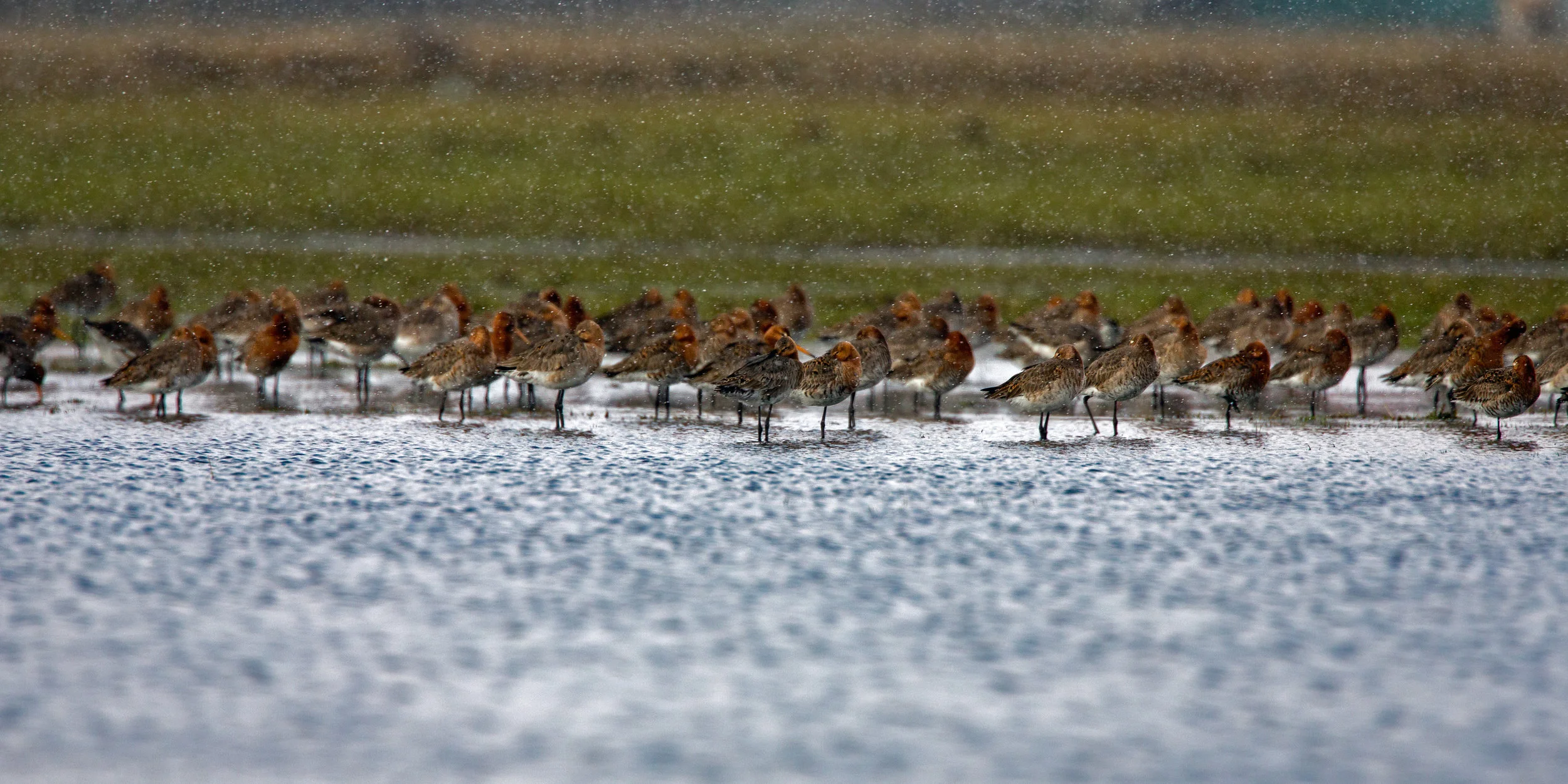 Black tailed godwits