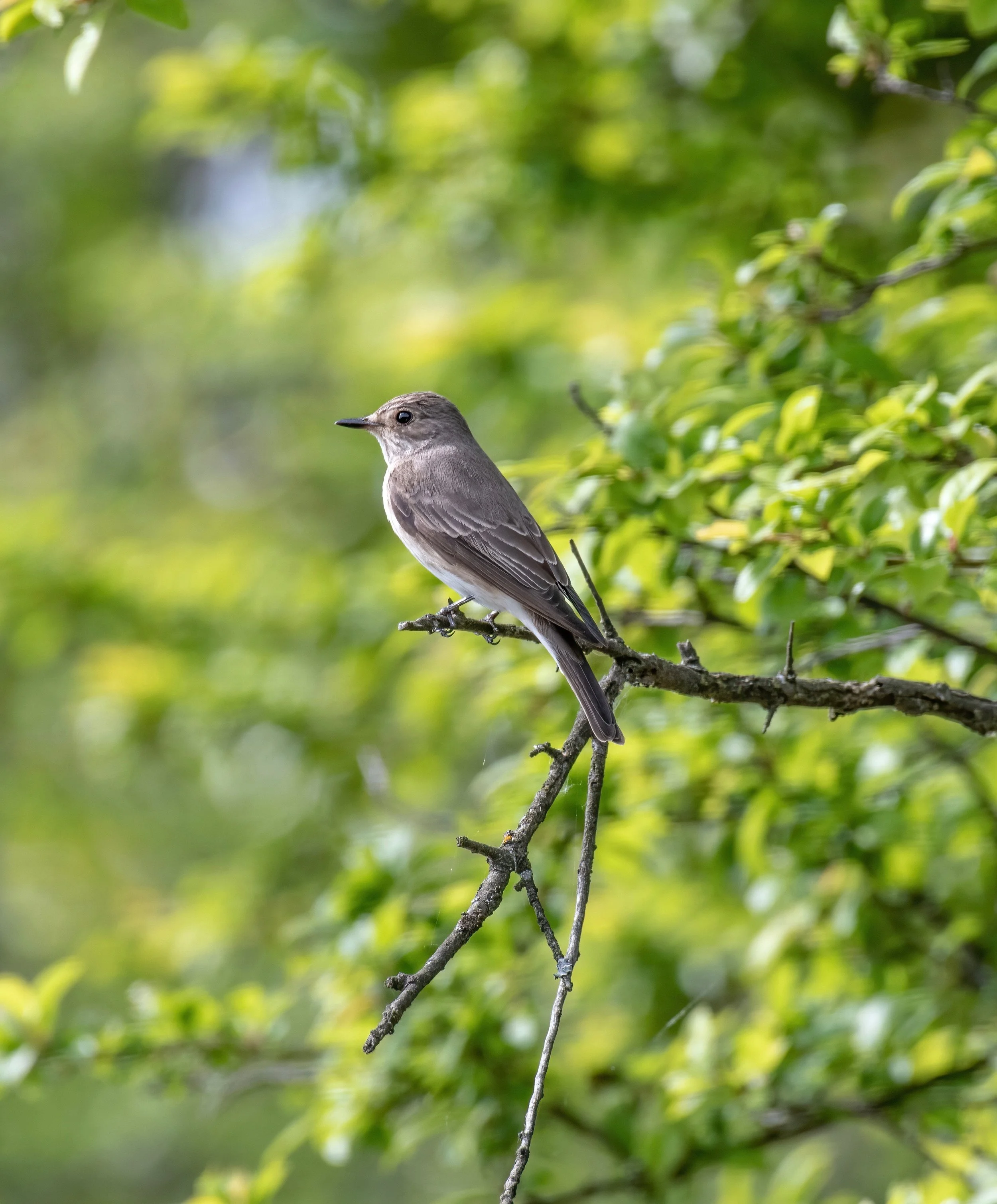 Birdwatching Magazine Tour Report 10th -13th May