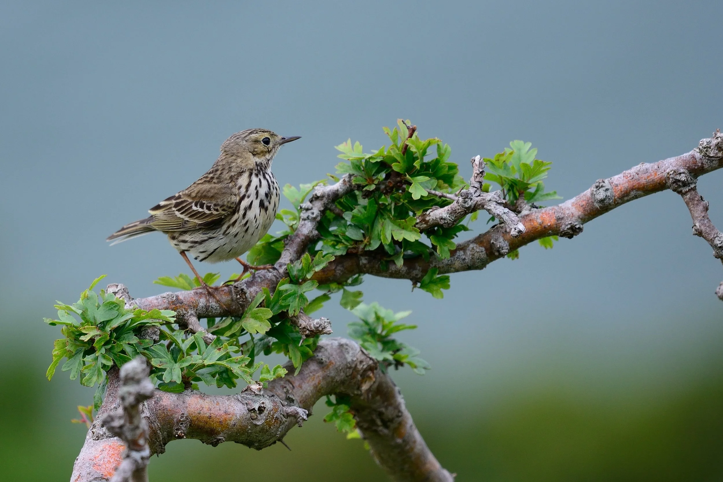 meadow pipit