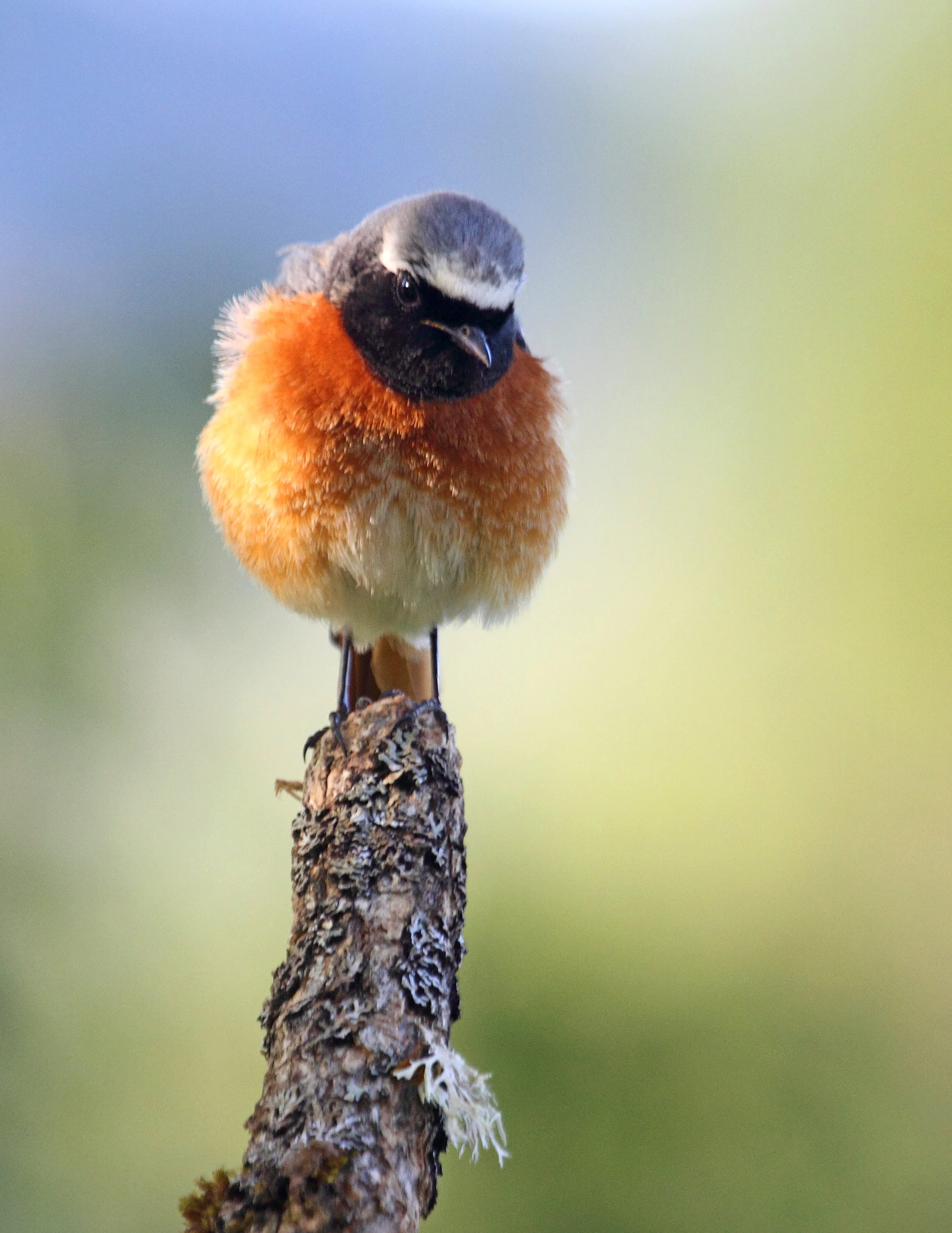 redstart