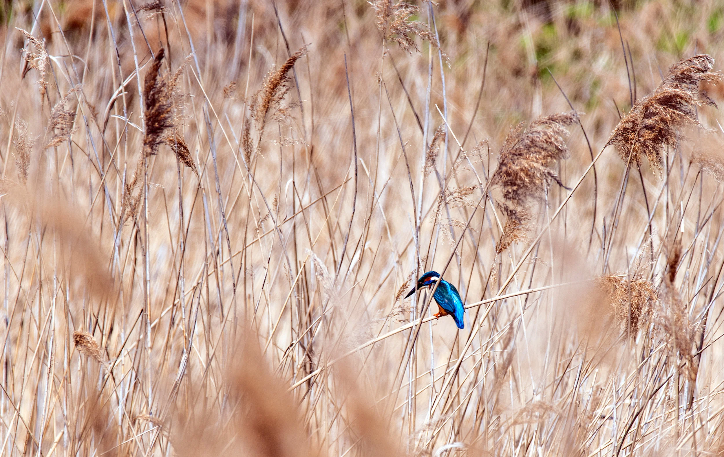 kingfisher