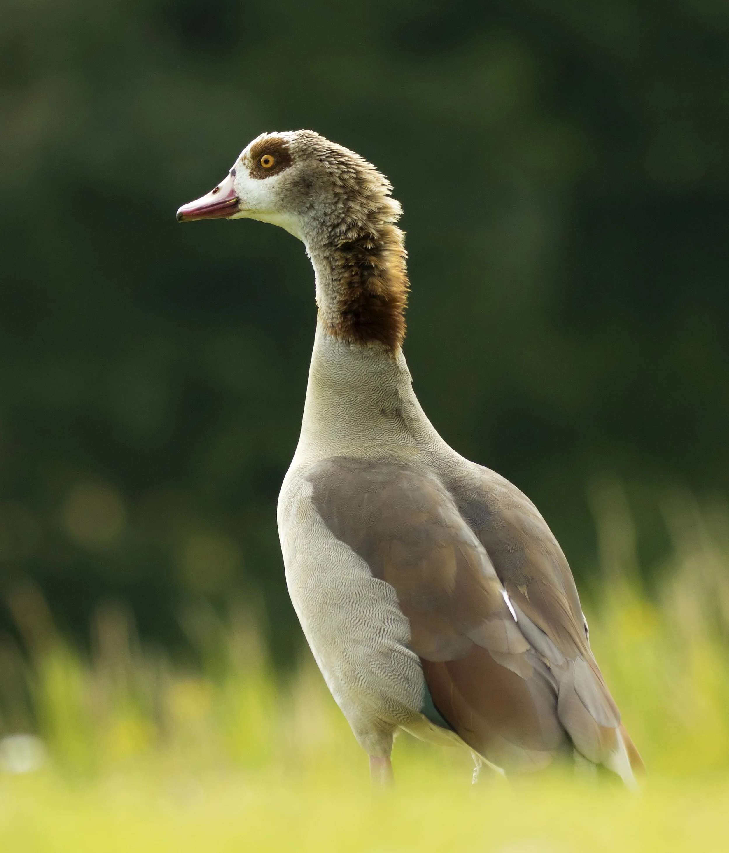 Birdwatching Magazine Tour Report 13-16th June