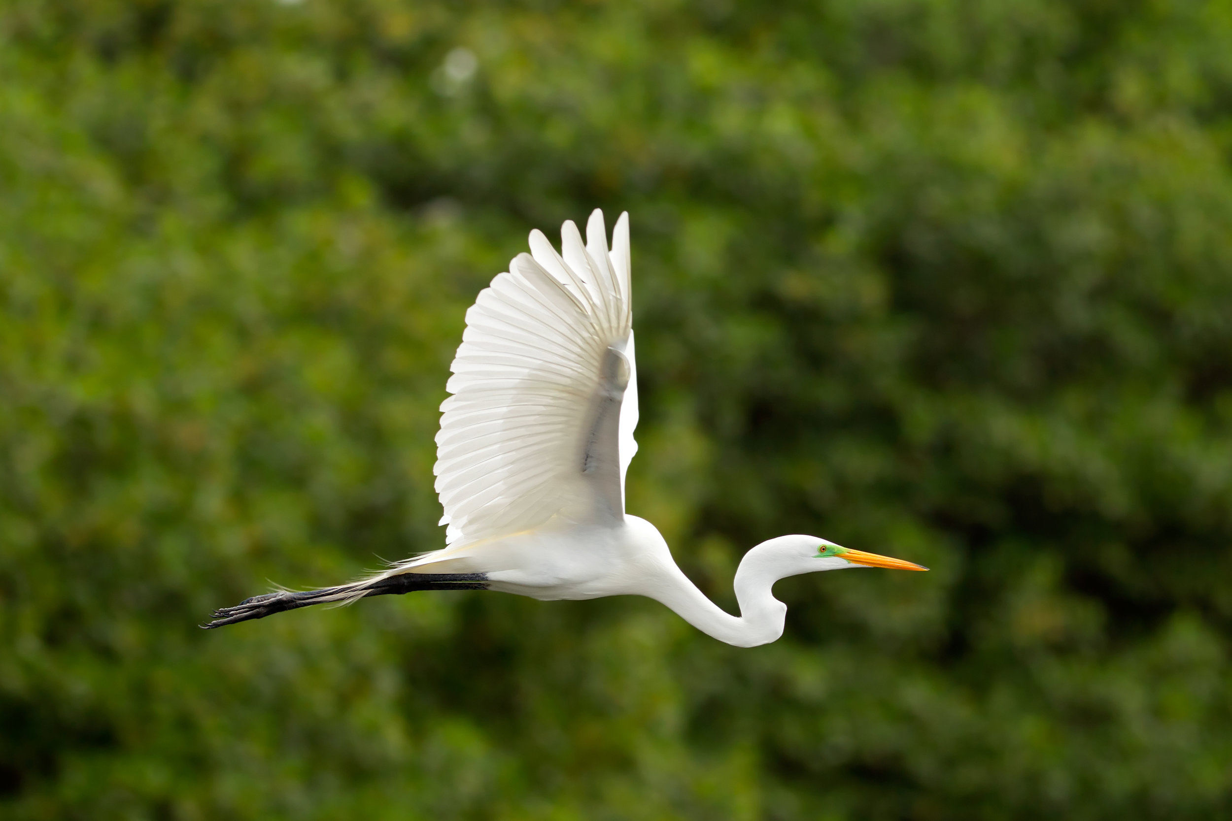 Great white egret3.jpg