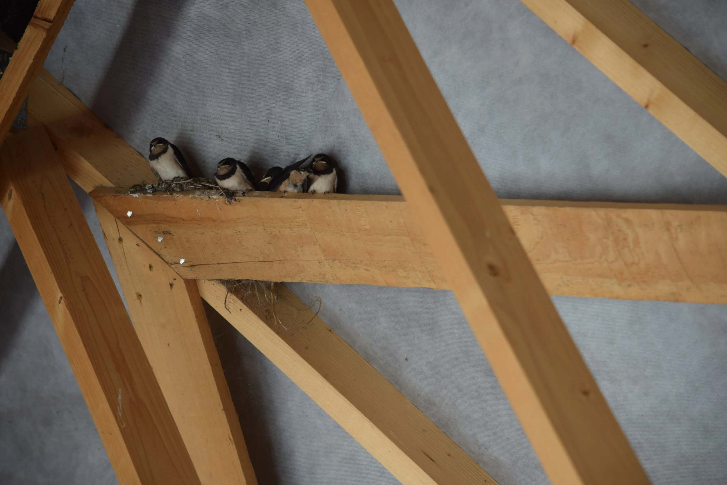 Brood 1 in launch position