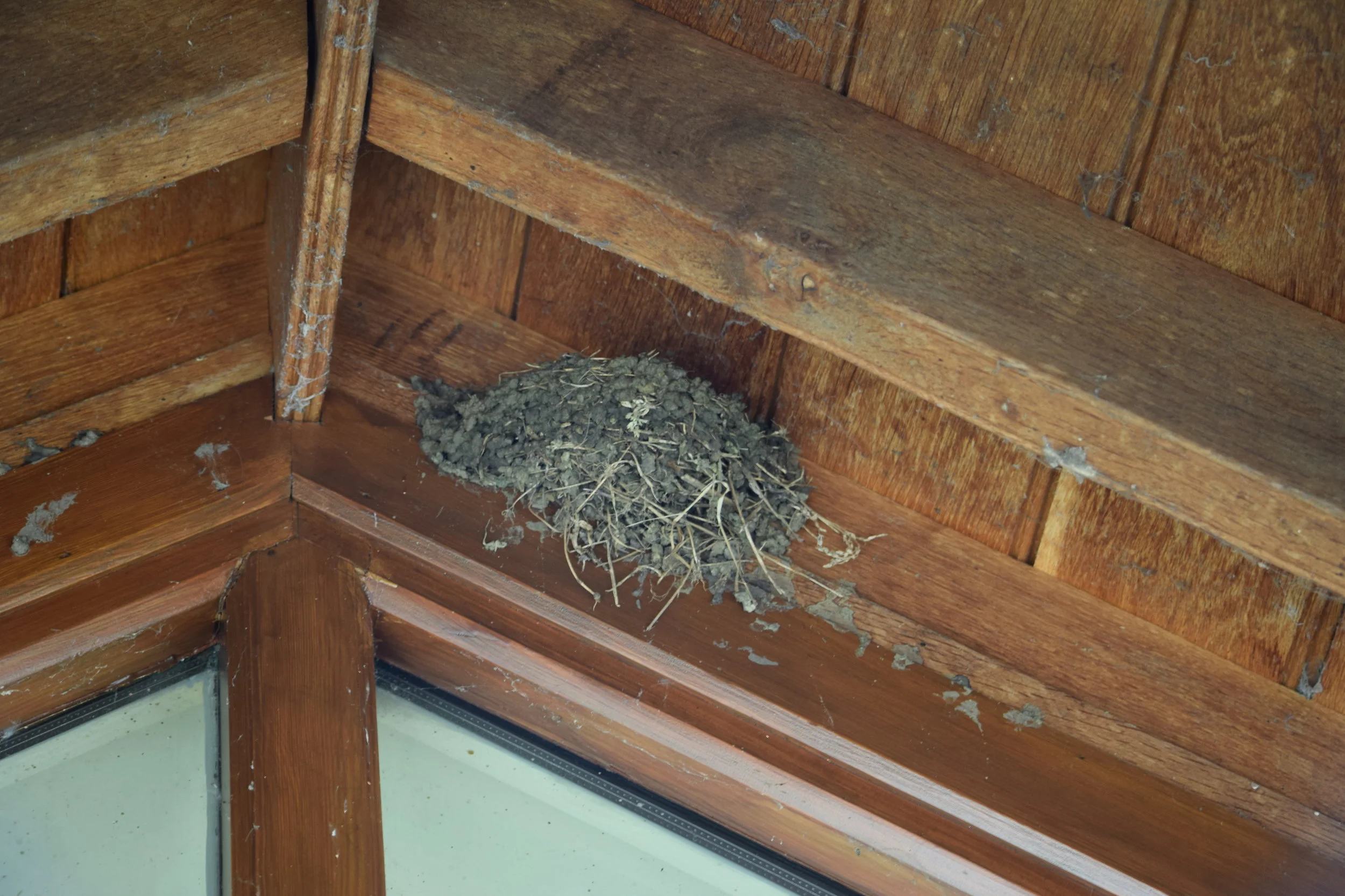 Awaiting brood 2
