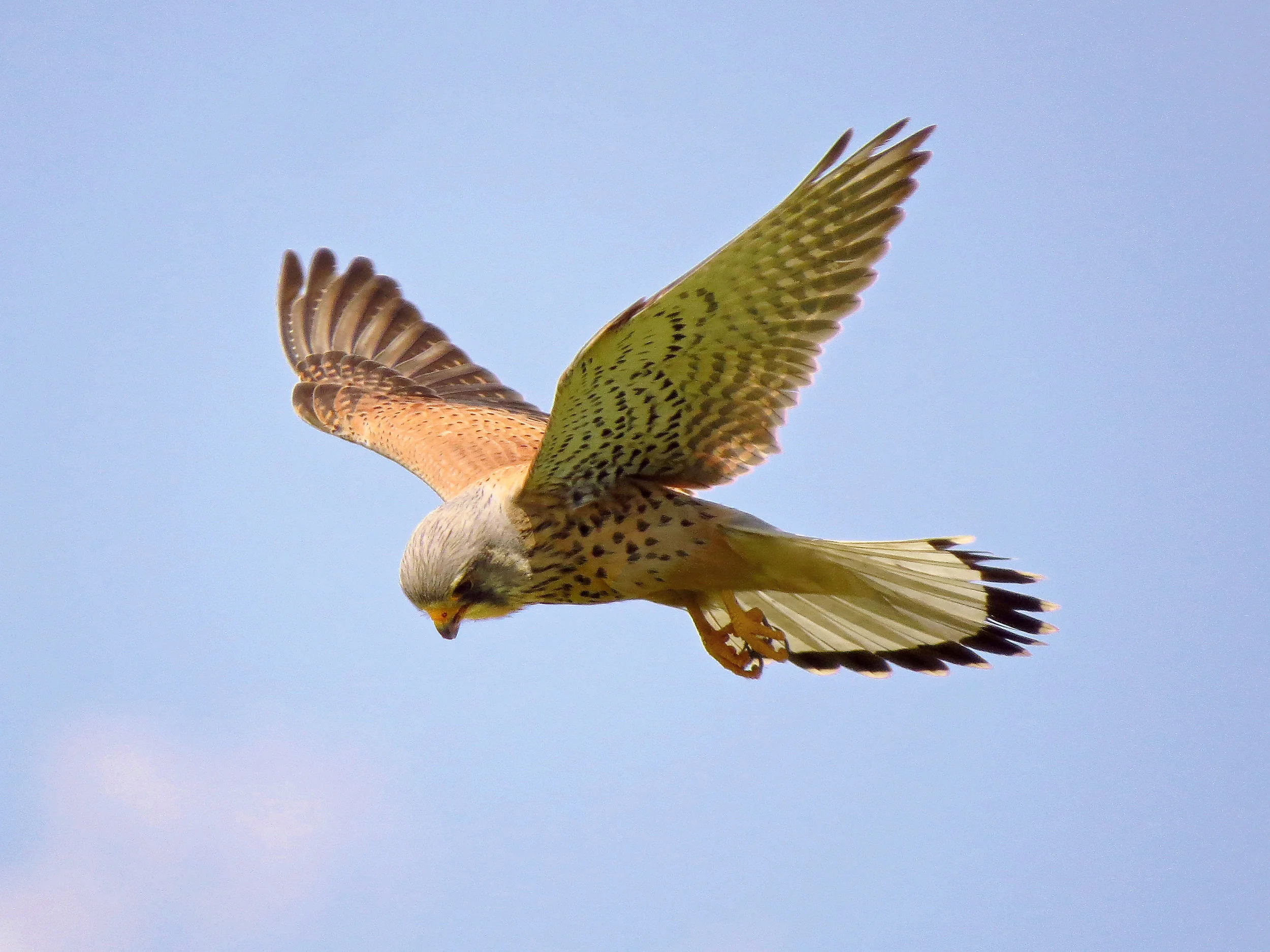 Kestrel
