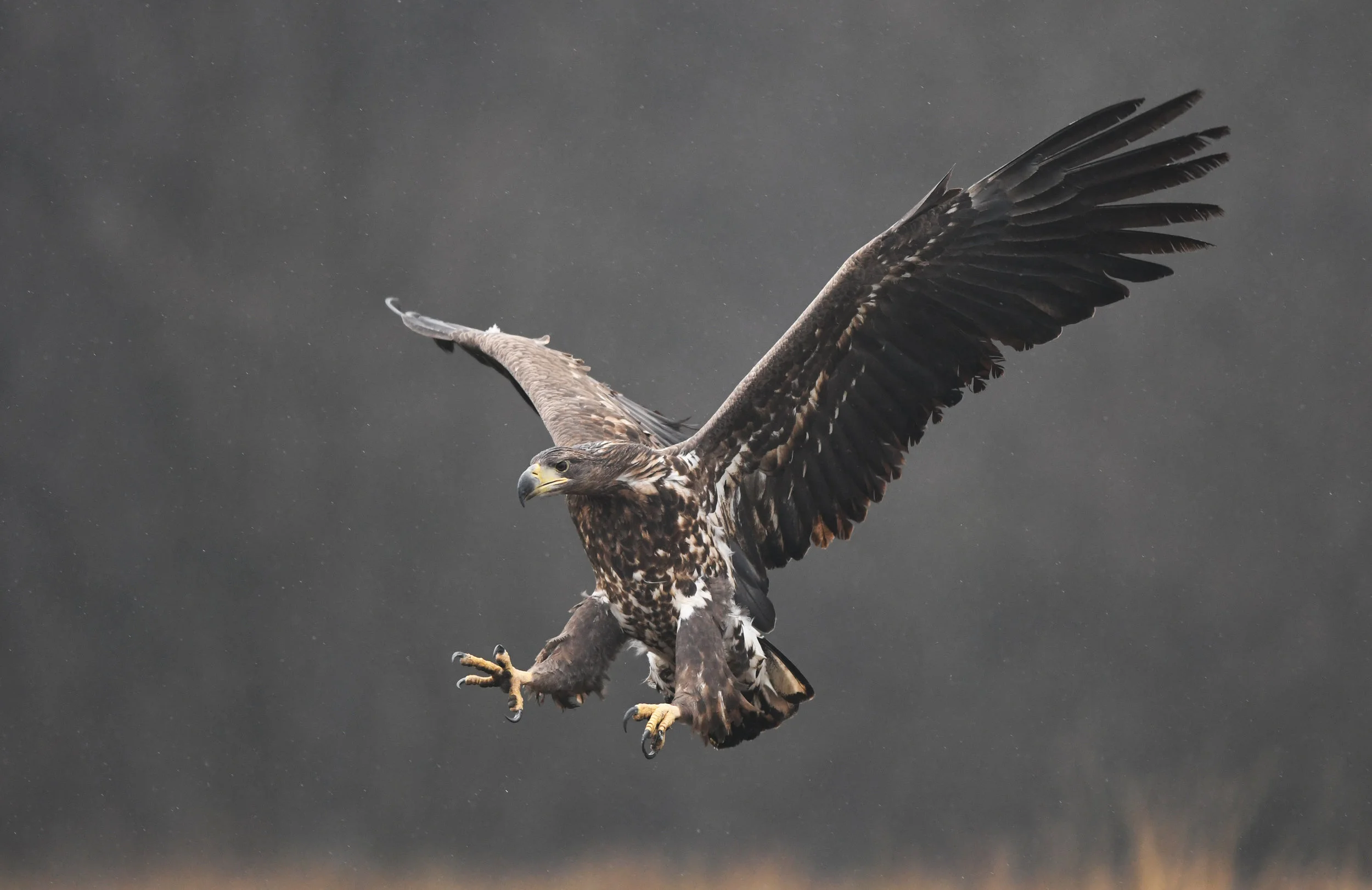 White-tailed Eagle