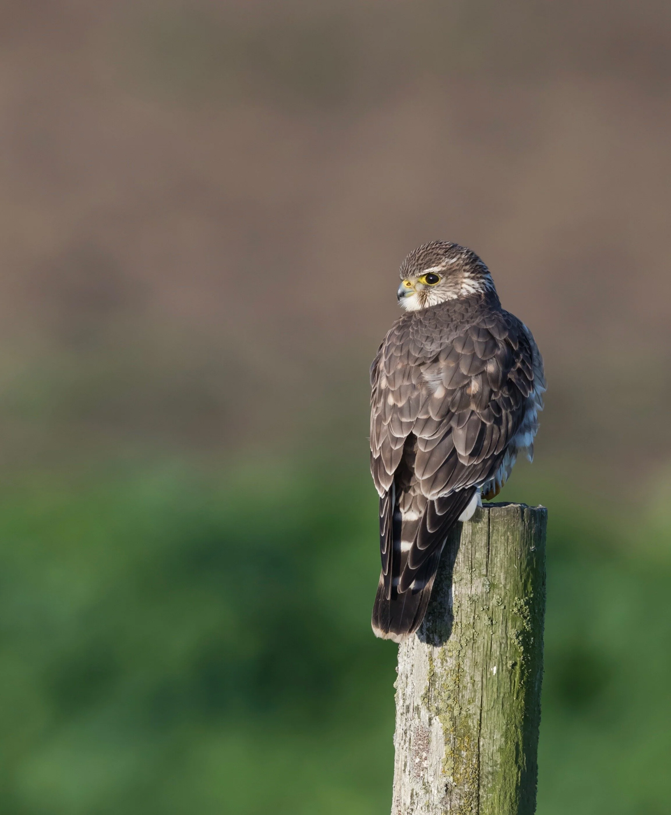 Merlin the Magnificent