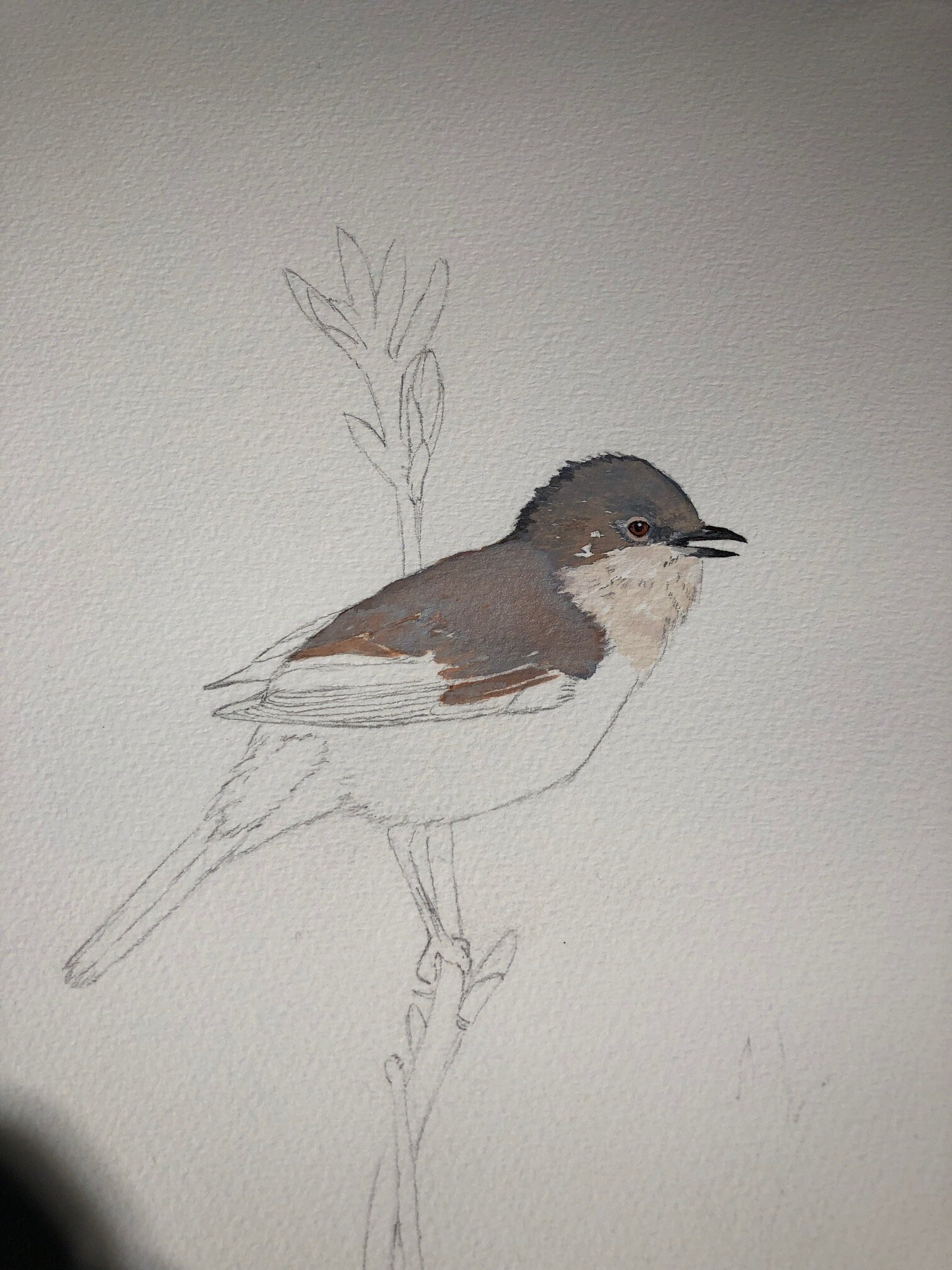 The ‘covid’ warbler makes an appearance