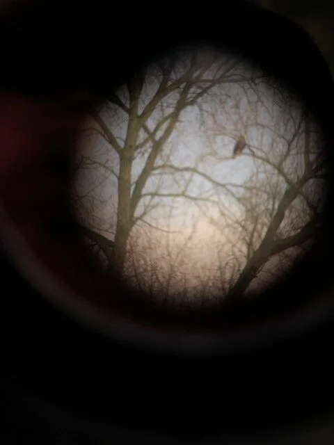 Lockdown birding rewards