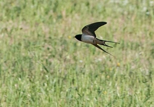 First swallow of 2022