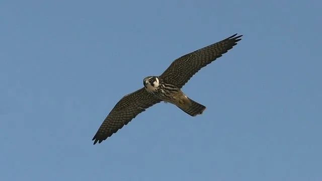 It's Hobby-o'clock again...