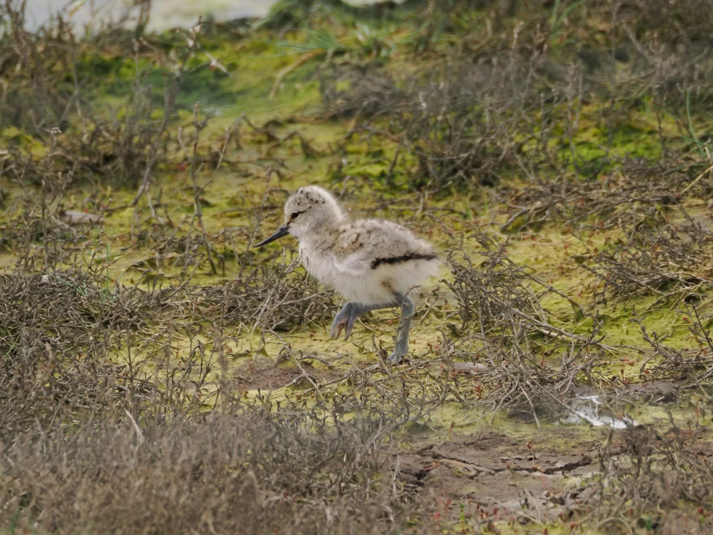 Spring Birding 10th-13th May