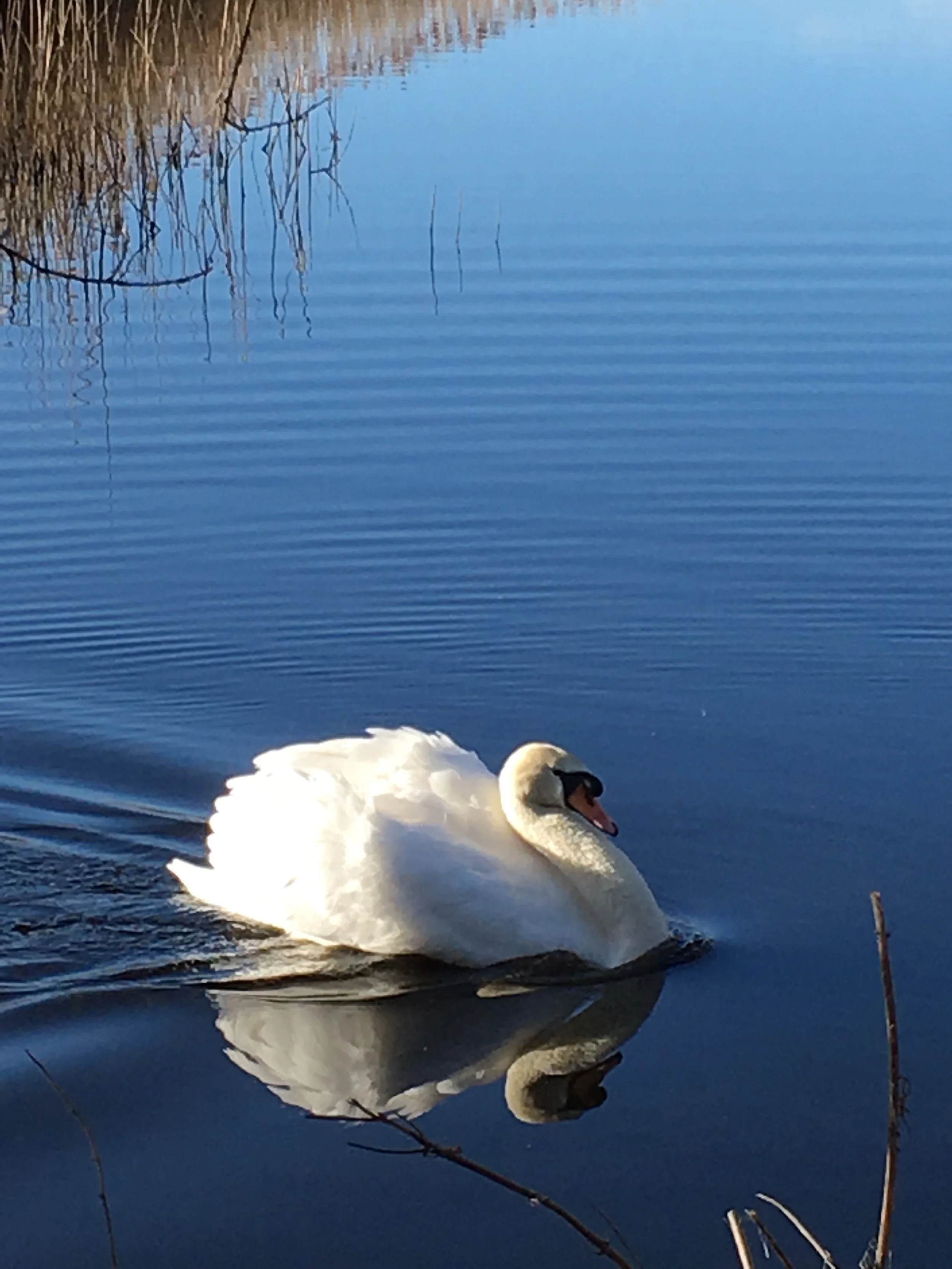 Winter birding in Somerset