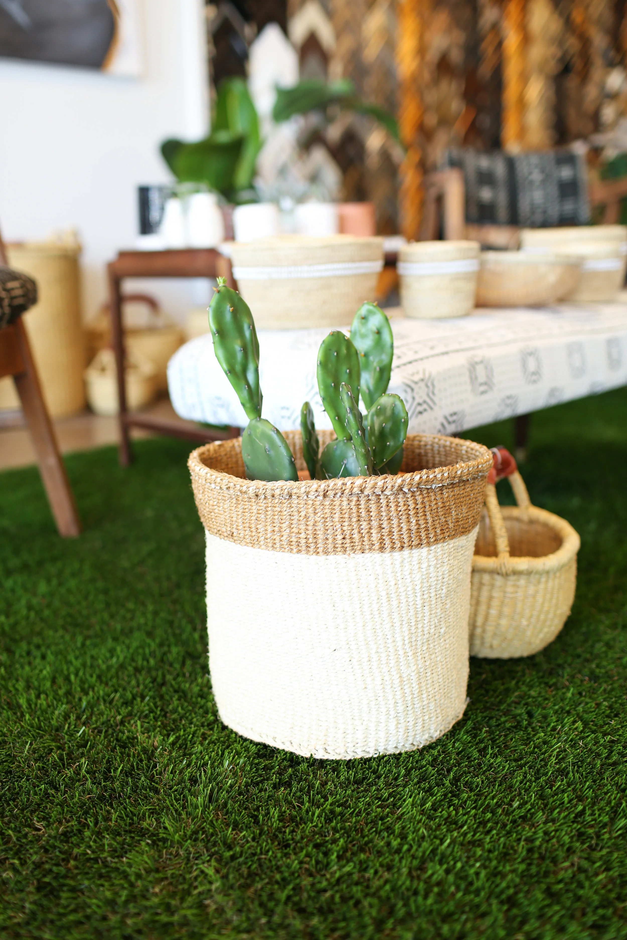 cactus on grass rug.jpg