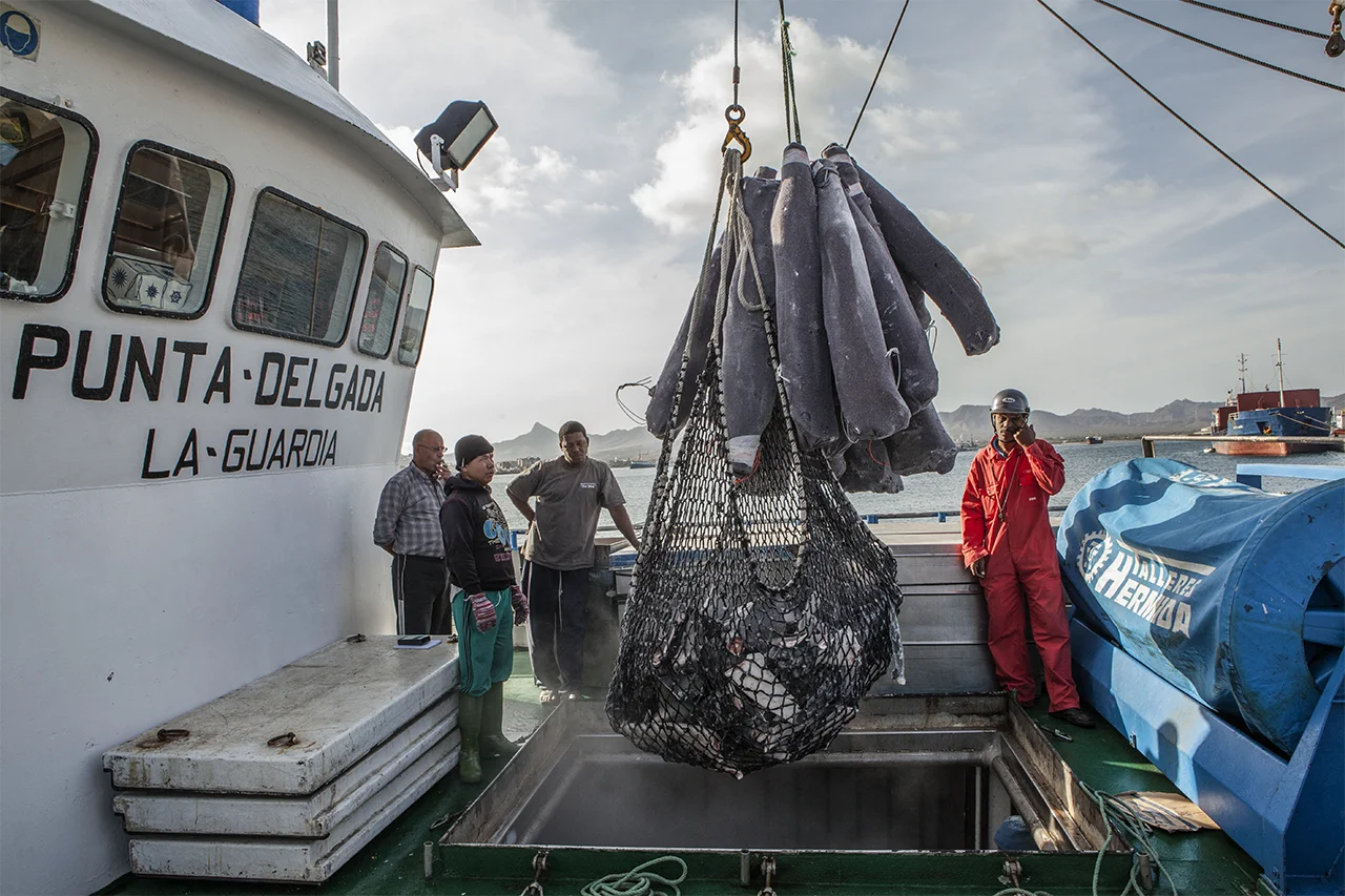 Fishermen of the Spanish ship Punta Delgada La guardia make a transhipment of sharks and shark fins. Mindelo harbor, Sao Vicente, Cape Verde