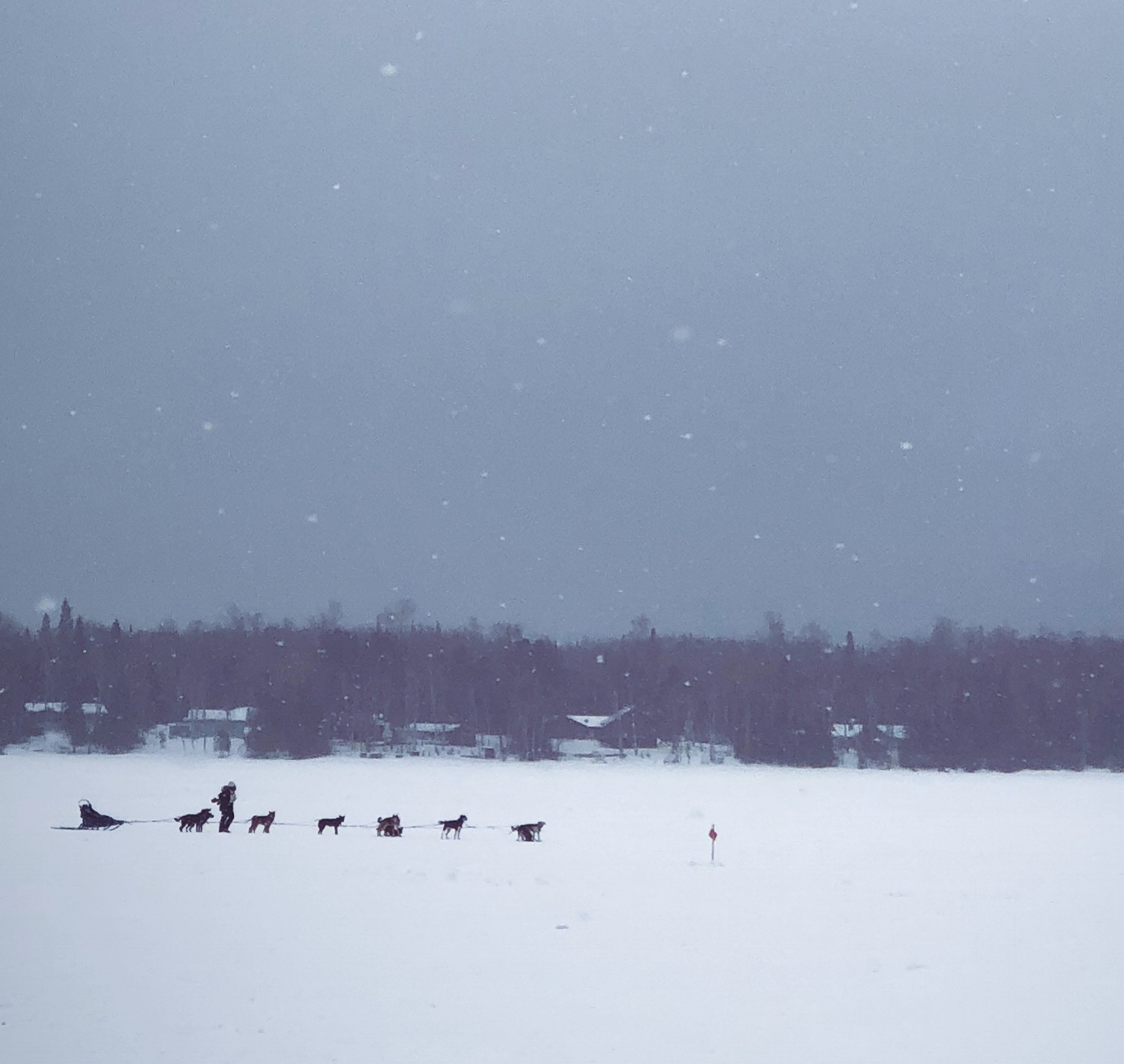 Life has gone to the [snow] dogs.