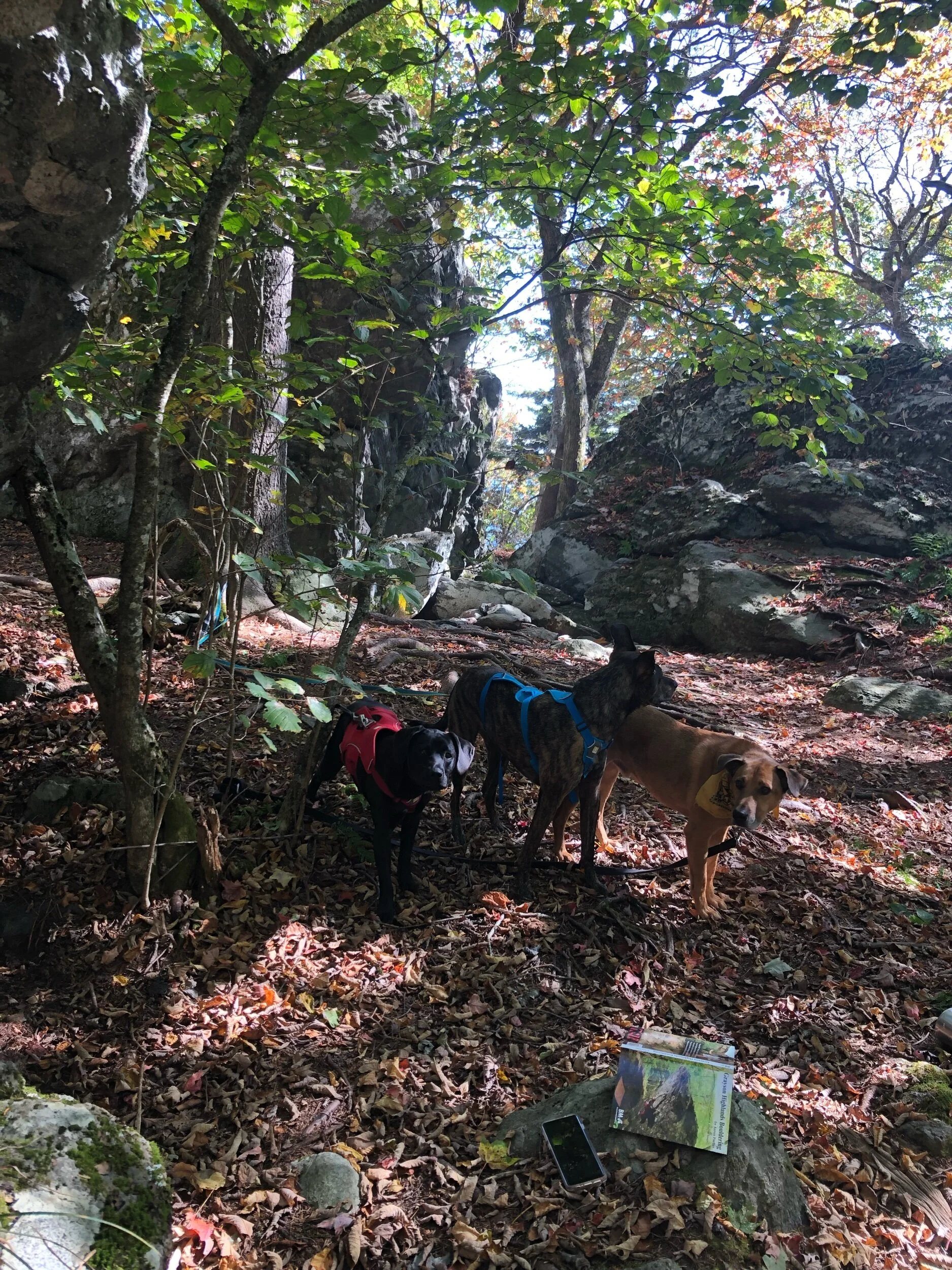 Tangled up with our friend Sharik