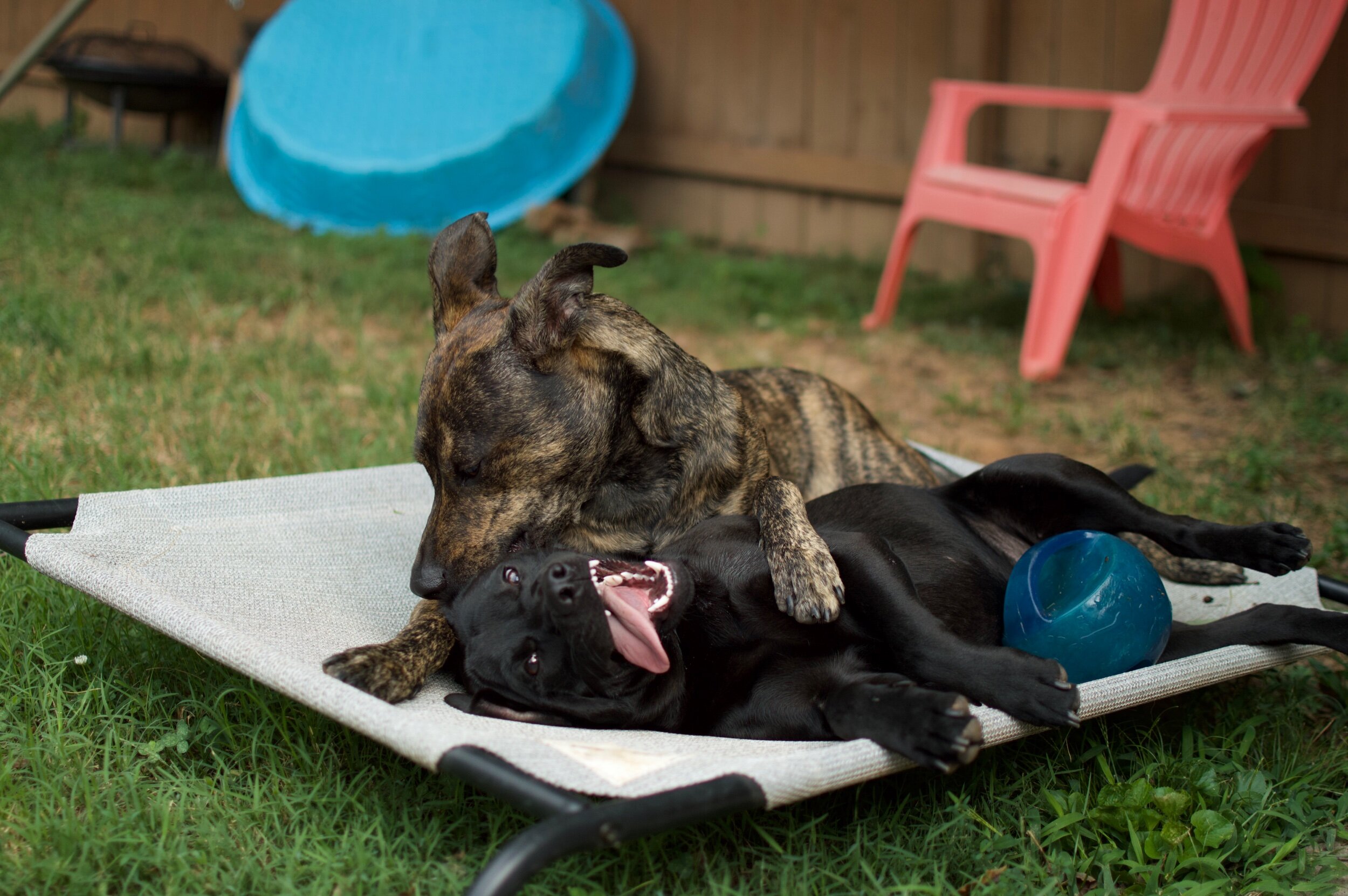 playing with Wallace.