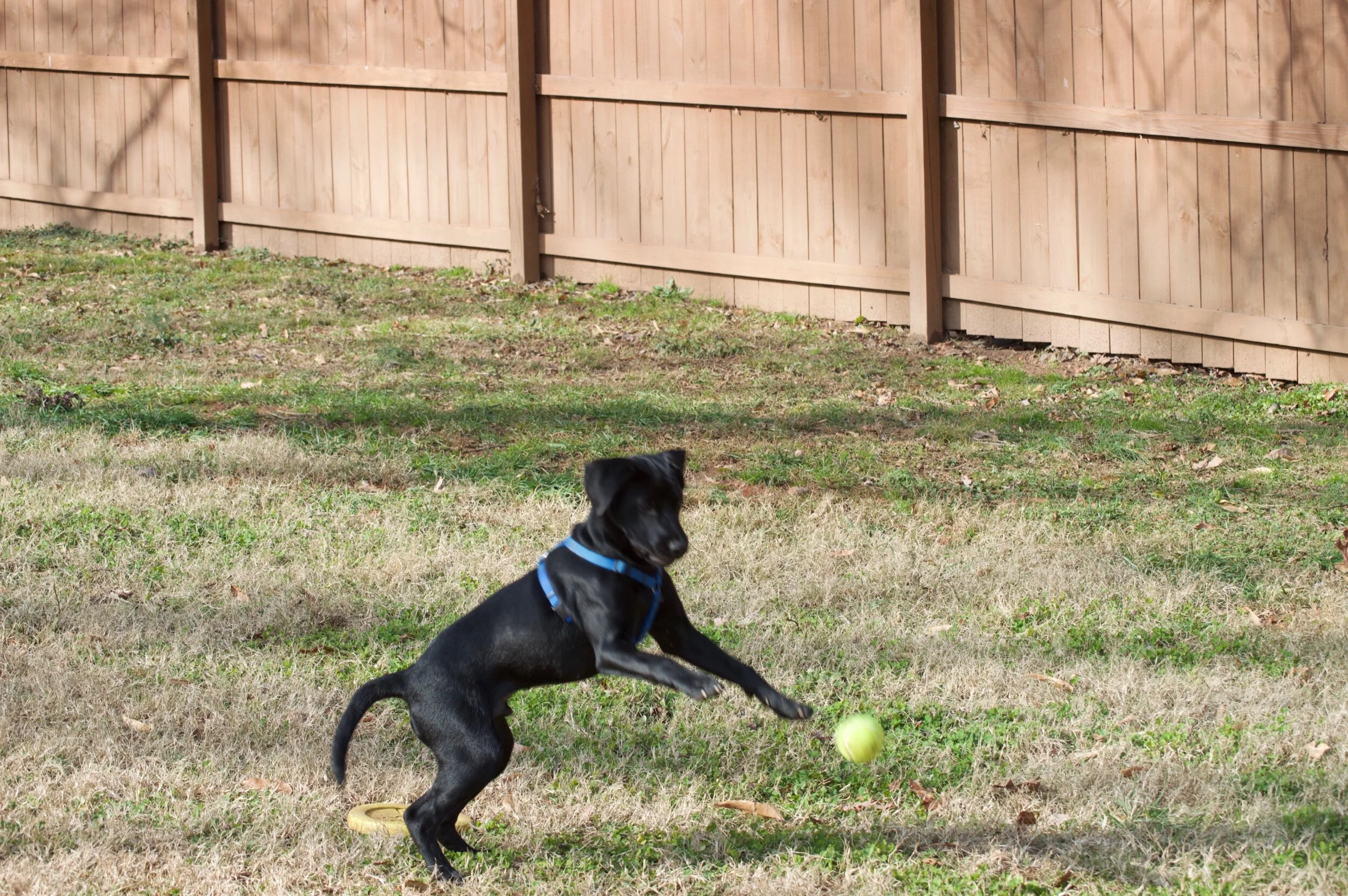 Exhibit his weird tail