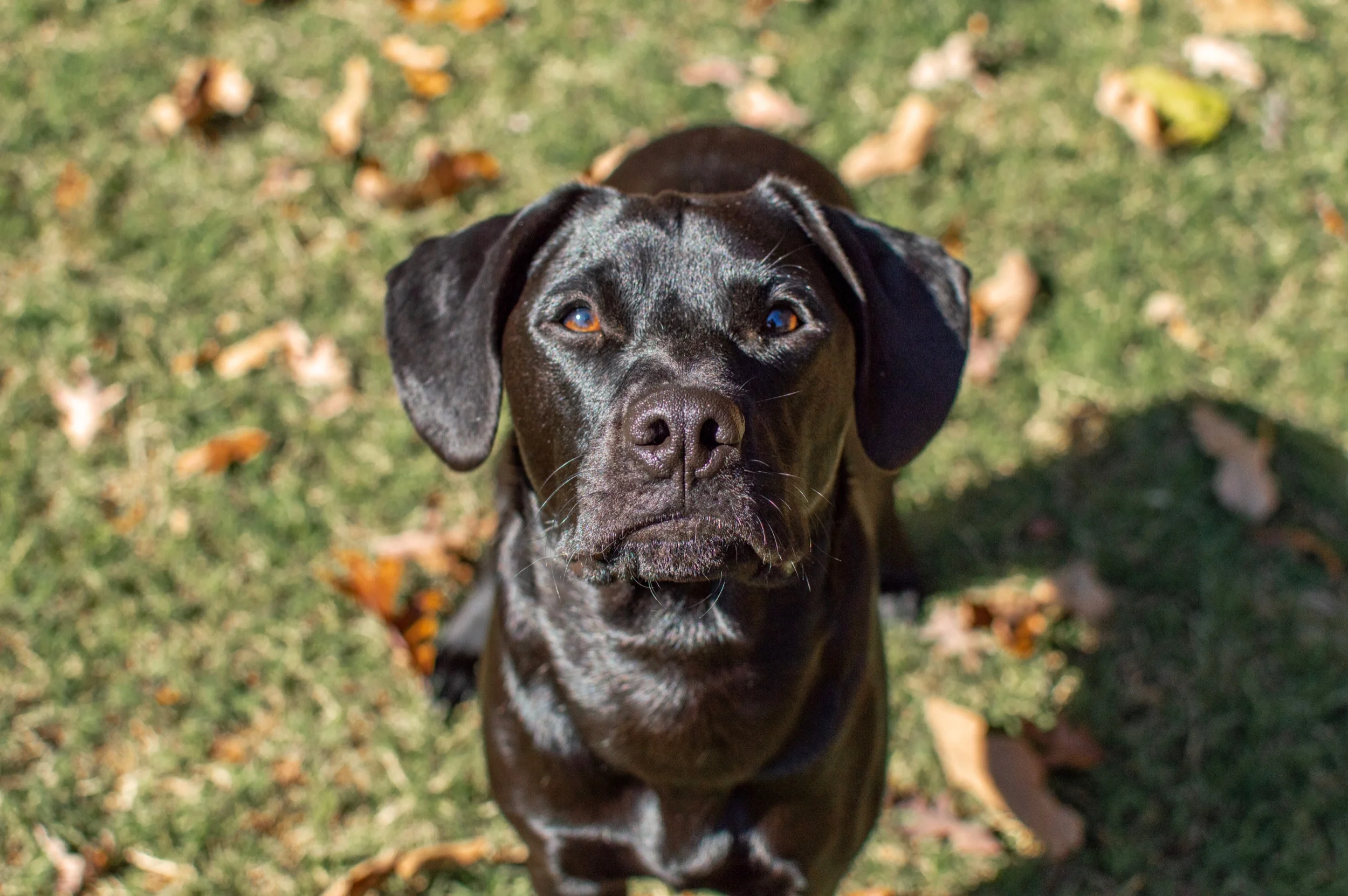 A ‘pupdate’ if you will.