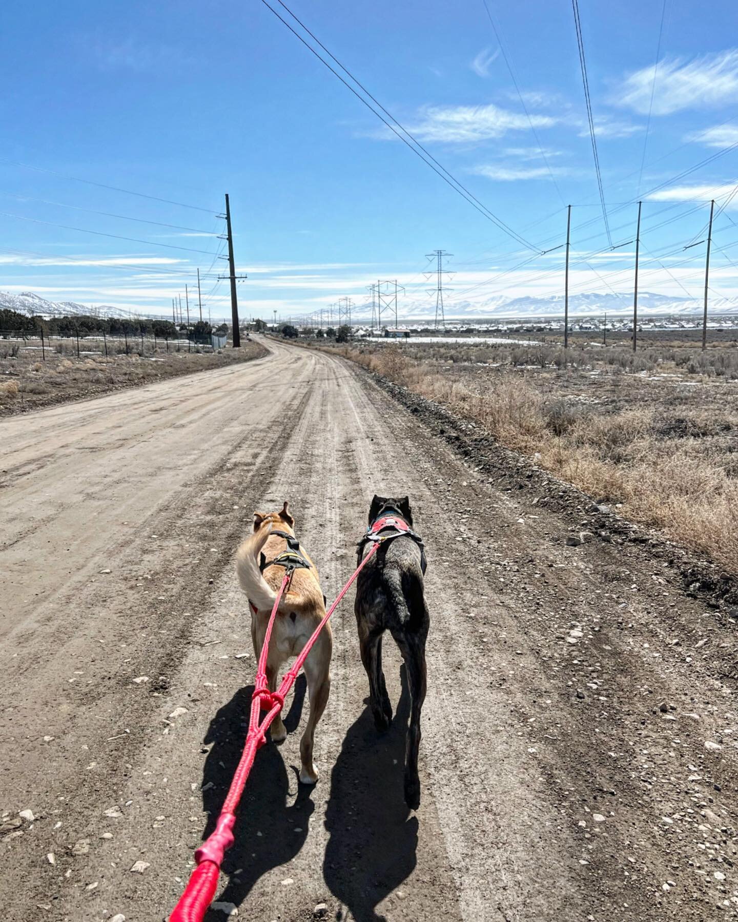 Canicross with the boys! 

Pulling sports are one of the ways we exercise and adventure with our doggos in addition to off leash trail time (when they have a reliable recall), walks around the neighborhood, and hikes! 

Ive been hoping to do more ski