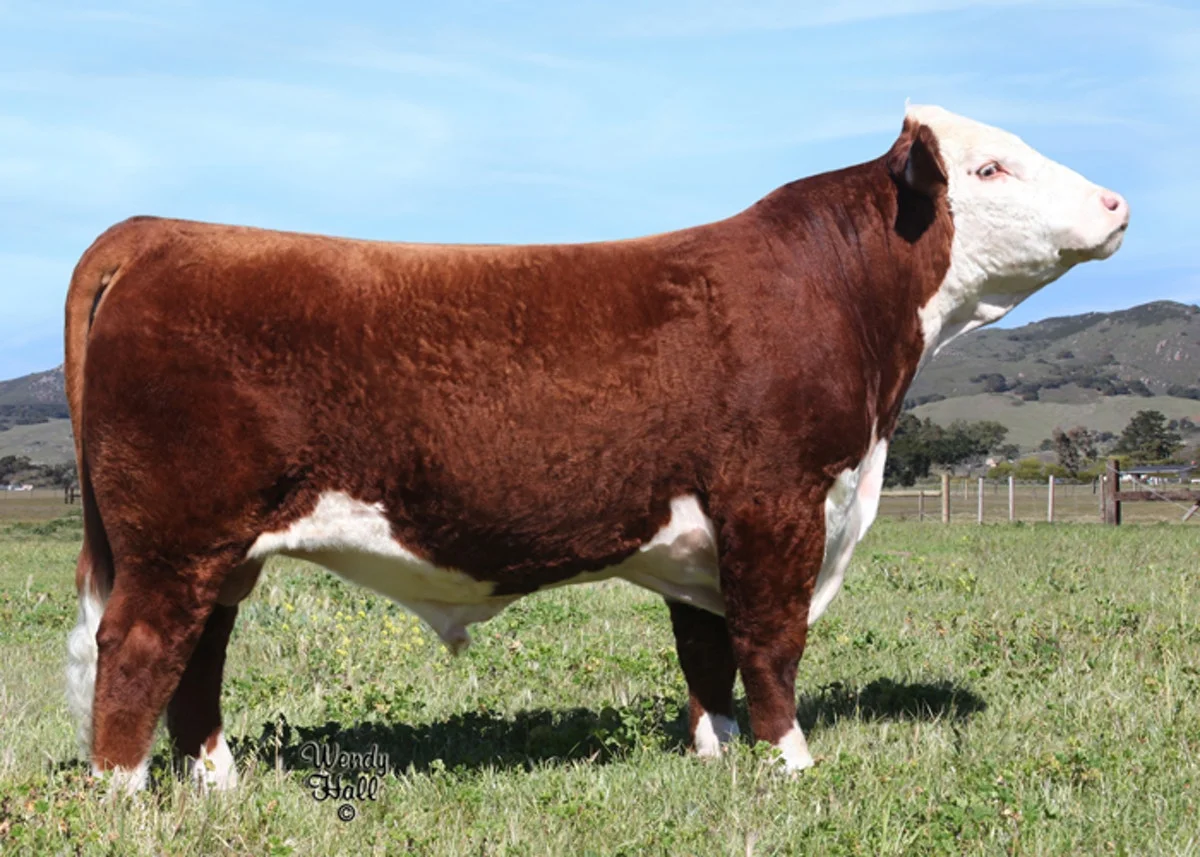 SHF Kennedy 502R X36 --- AHA 43078257 Kennedy is a powerhouse bull with a phenomenal spread of EPD's that include the highest $BMI in the Hereford breed. The calves out of this sire have been born small, spry and are turning out to be growthy. Owned by Sandhill Farms, KS; and O'Reilly Polled Herefords, CA Pedigree and epd's: here