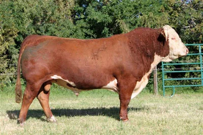 HH Advance 8050U ET 8050U is one of the most influential sires to come out of the legendary Holden Herefords program. His progeny include the $102,000 HH Advance 1098Y as well as numerous sires in use in many herds. Owned by Holden Herefords, MT; Hoffman Herefords, NE; Debter Herefords, AL; and Stromshoe Herefords Pedigree and epd's: here