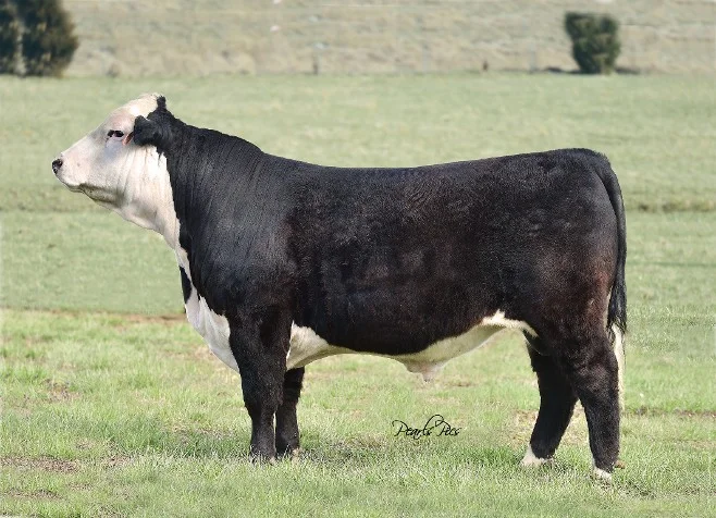 JO CHBH JCR High Roller 7D ET 7D is a new rising star in the ABHA out of the famed calving ease bull Jo Black Jack 4217 and a great cow out of Tundra 63N and Final Answer that will add a lot of performance. Owned by Crescent Hill Black Herefords, Kansas; JoBulls, Utah; and Jenkins Cattle Ranch, Indiana. Pedigree and EPD’s: here
