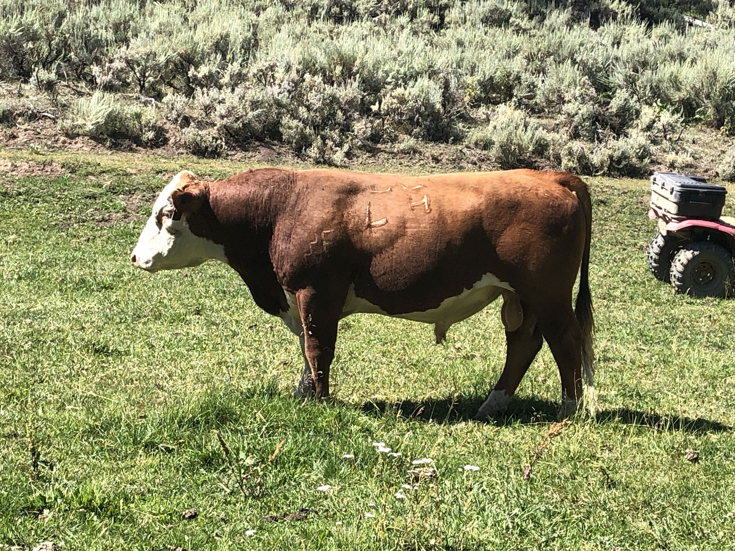 191 Pure Gold Sensation 773 —- P43826158 A very exciting young sire that has a lot of the greats close by in his pedigree: Churchill Sensation 028X, CL1 Domino 955W, Remitall Online 122L, C Ms Pure Gold 2003, and GO Excel L18. He is massively topped, sound on his feet and legs, travels great and is solid throughout his EPD’s. He ranks in the Top 20% for Yearling Weight, Carcass Weight, and $CHB, and in the top 10% for Weaning Weight, Scrotal Circumference, Milk, and Milk+Growth. Pedigree and EPD’s: here