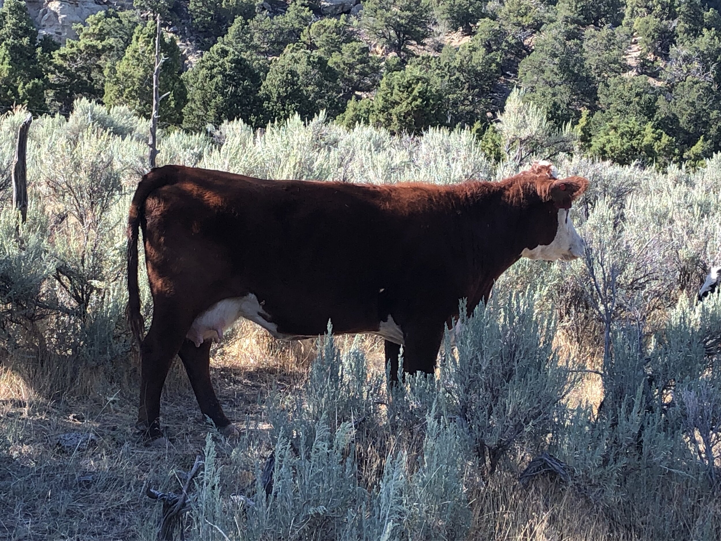 BDCC Rammi 2064-401 This cow is an outstanding daughter of our H W4 Advance 2064. She has the frame, build, udder, and look to be a phenomenal producer. Pedigree and epd's: here