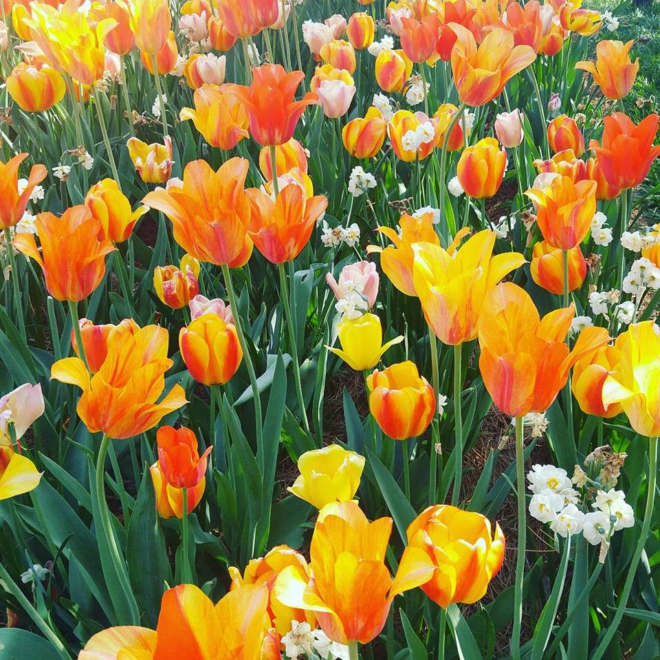 Tulips.jpg